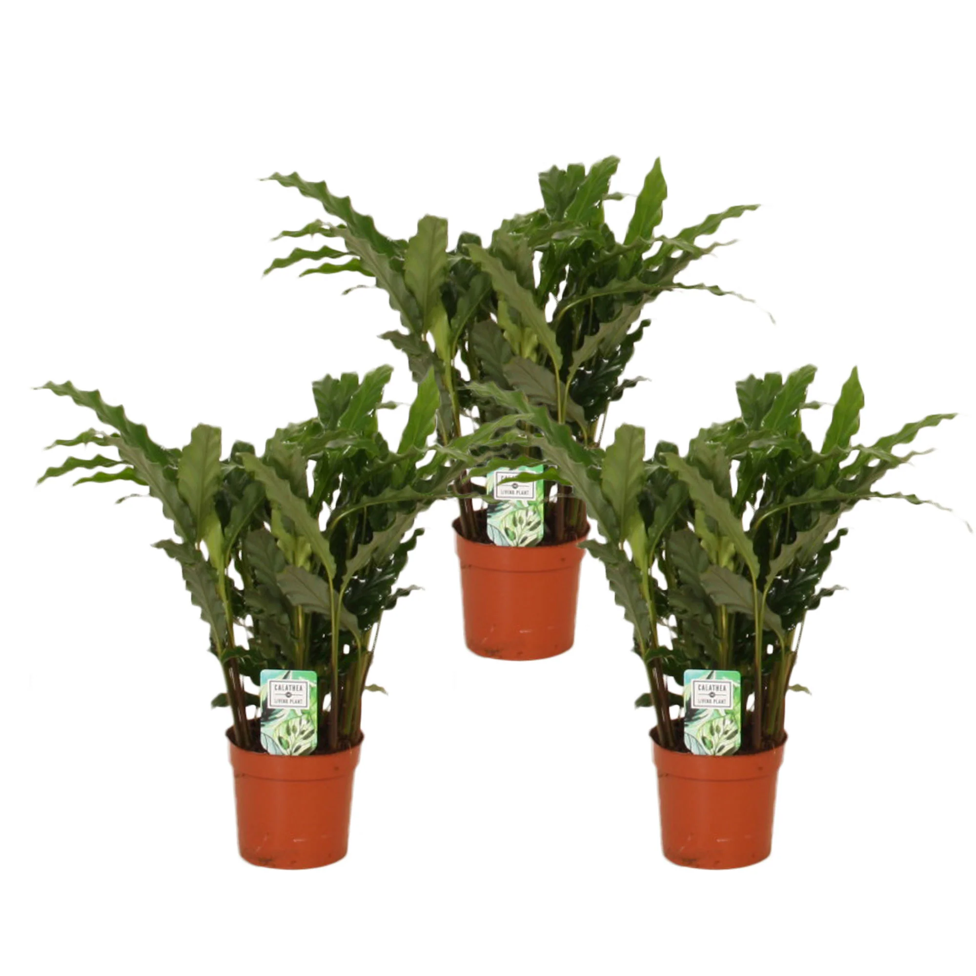 3x Calathea 'Blue grass' - Image 3