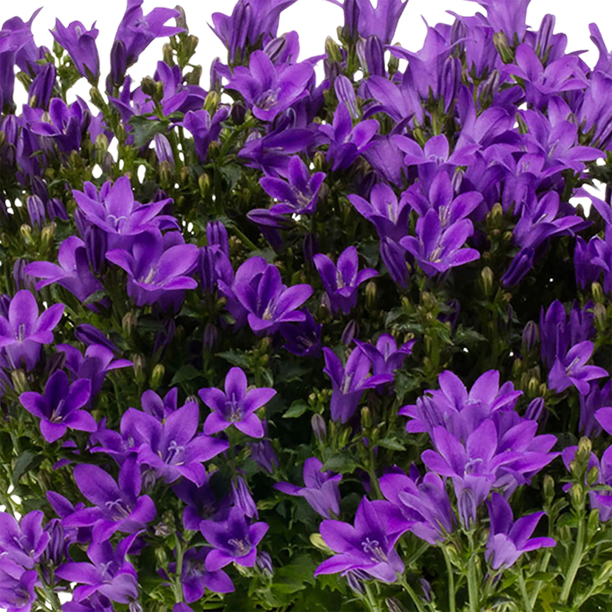 3x Campanule Campanula 'Ambella Intense Purple' violet avec jardinière anthracite - Image 3