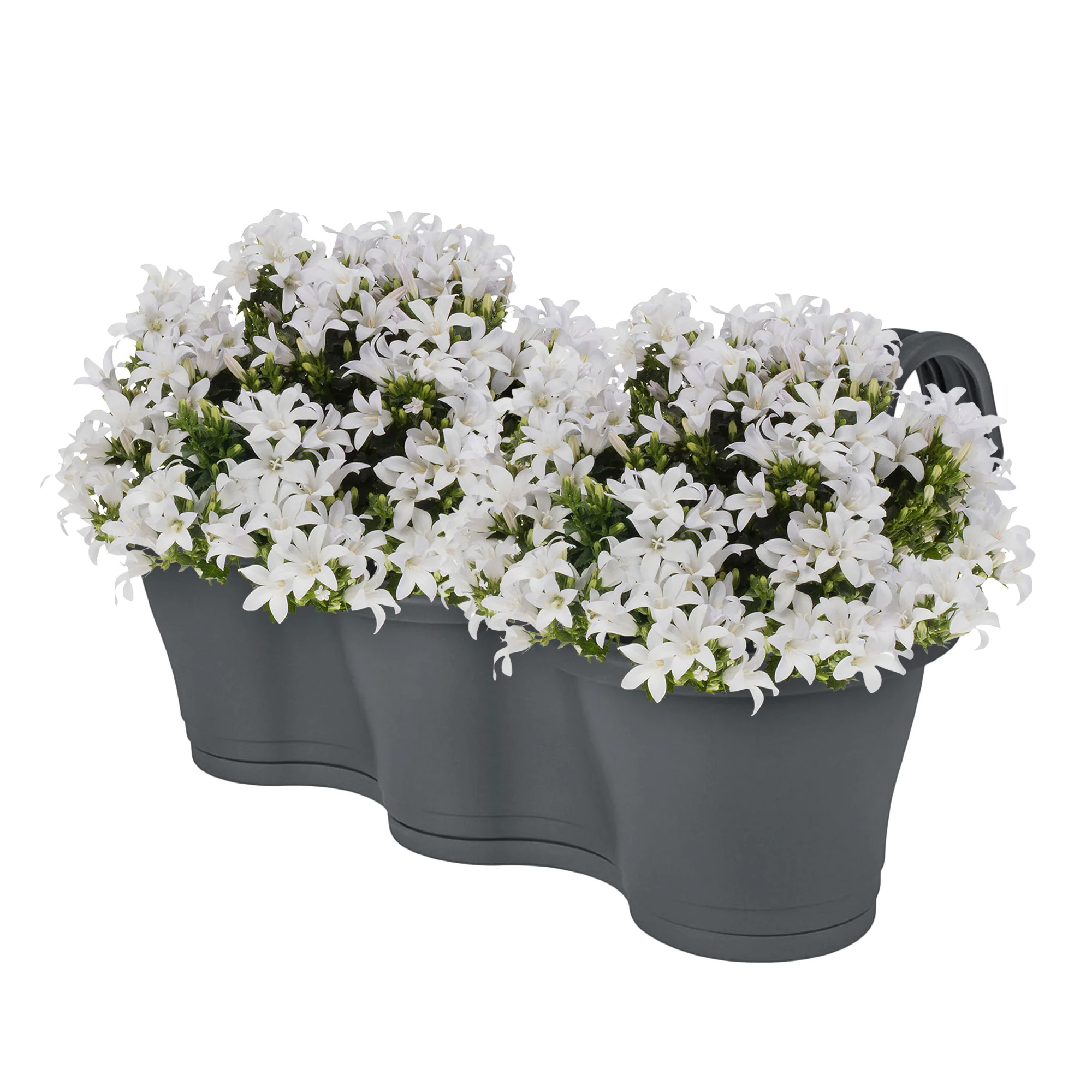 3x Campanule Campanula 'White' blanc avec jardinière anthracite - Image 2