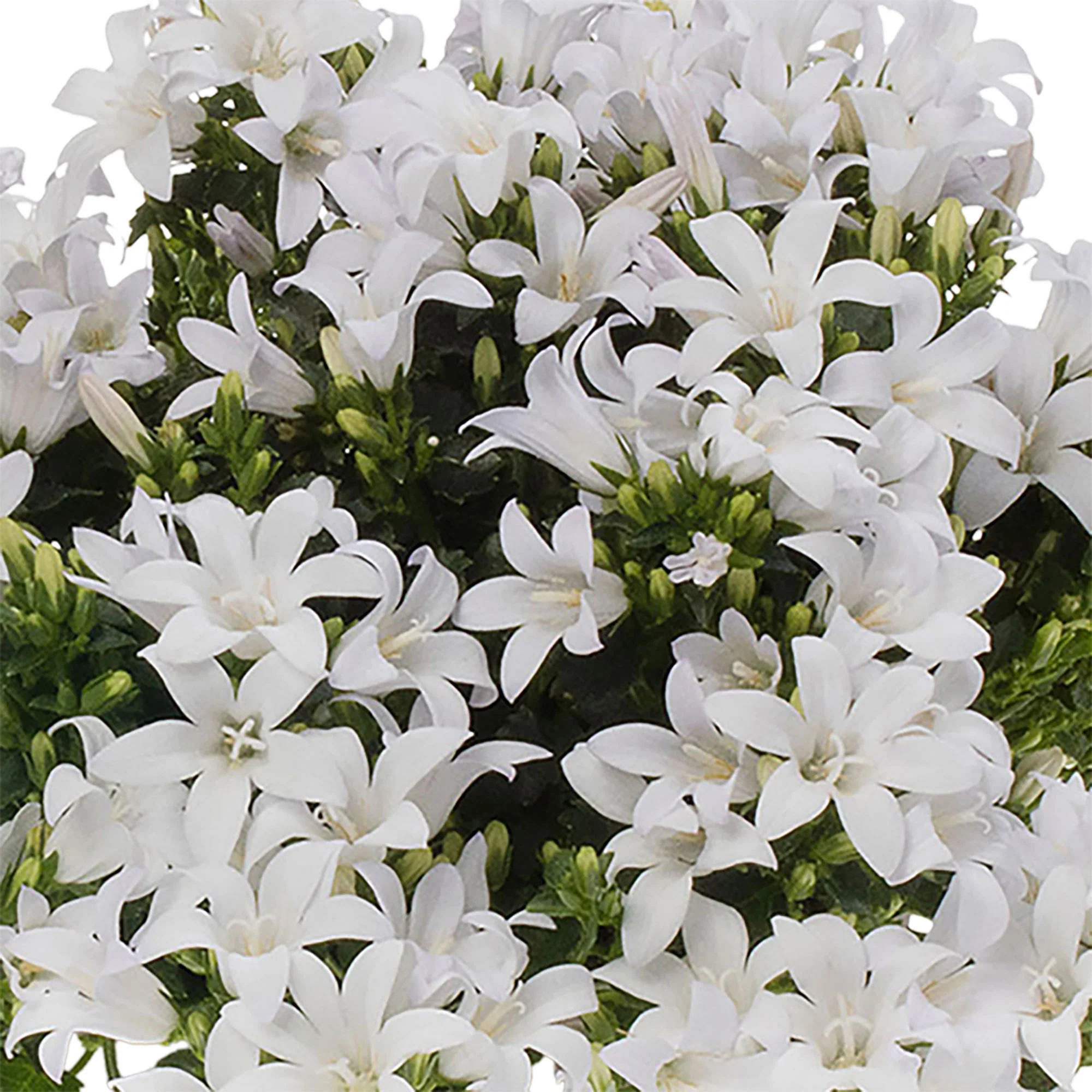 3x Campanule Campanula 'White' blanc avec jardinière anthracite - Image 3
