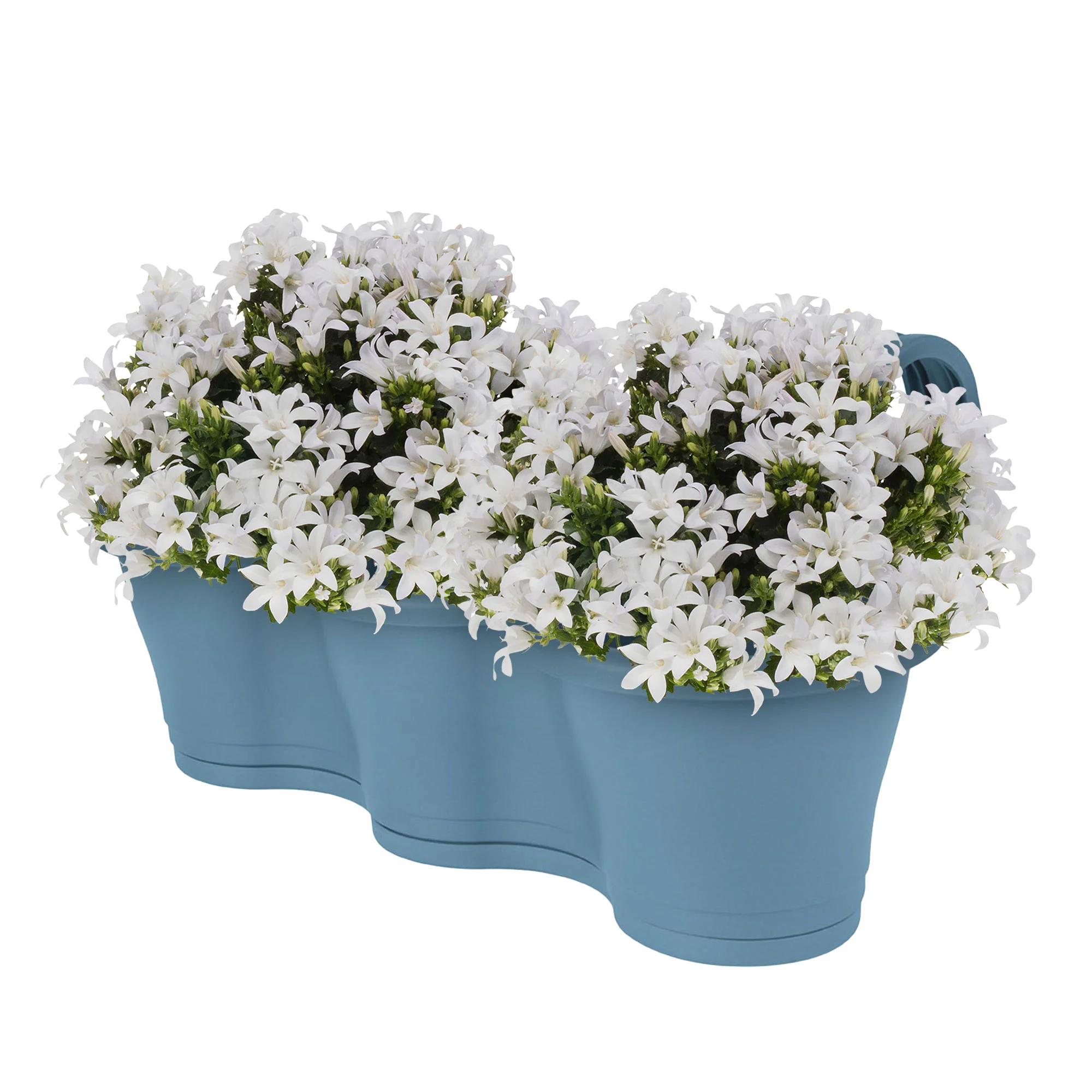 3x Campanule Campanula 'White' blanc avec jardinière bleu - Image 2