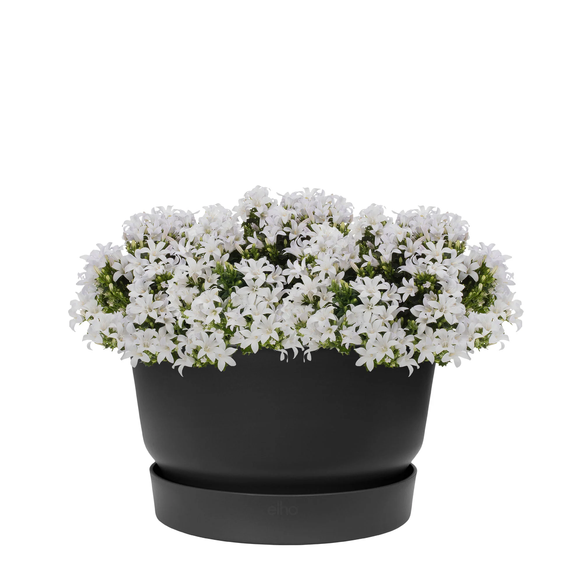3x Campanule Campanula 'White' blanc avec plat noir - Image 2