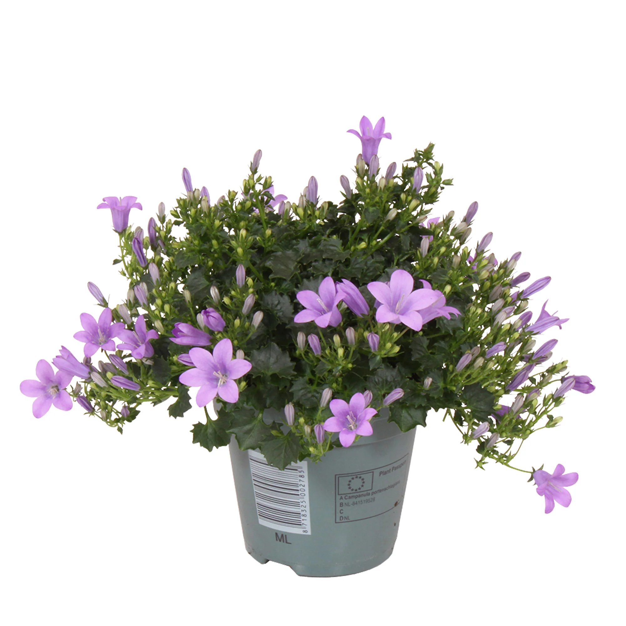 3x Campanule  'Intense Purple' Violet - Image 4