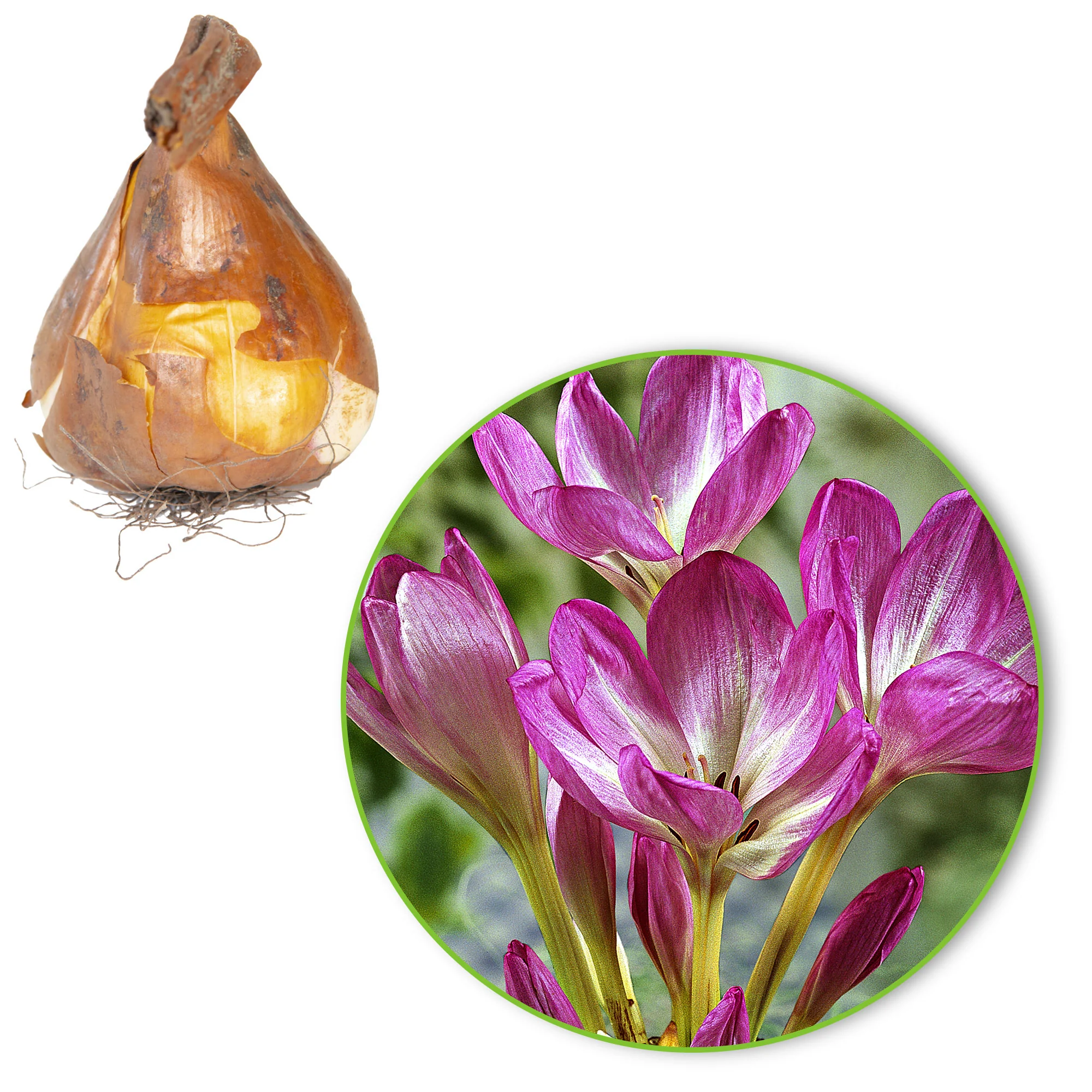 3x Colchique d'automne  Colchicum 'The Giant' rose-blanc - Image 2