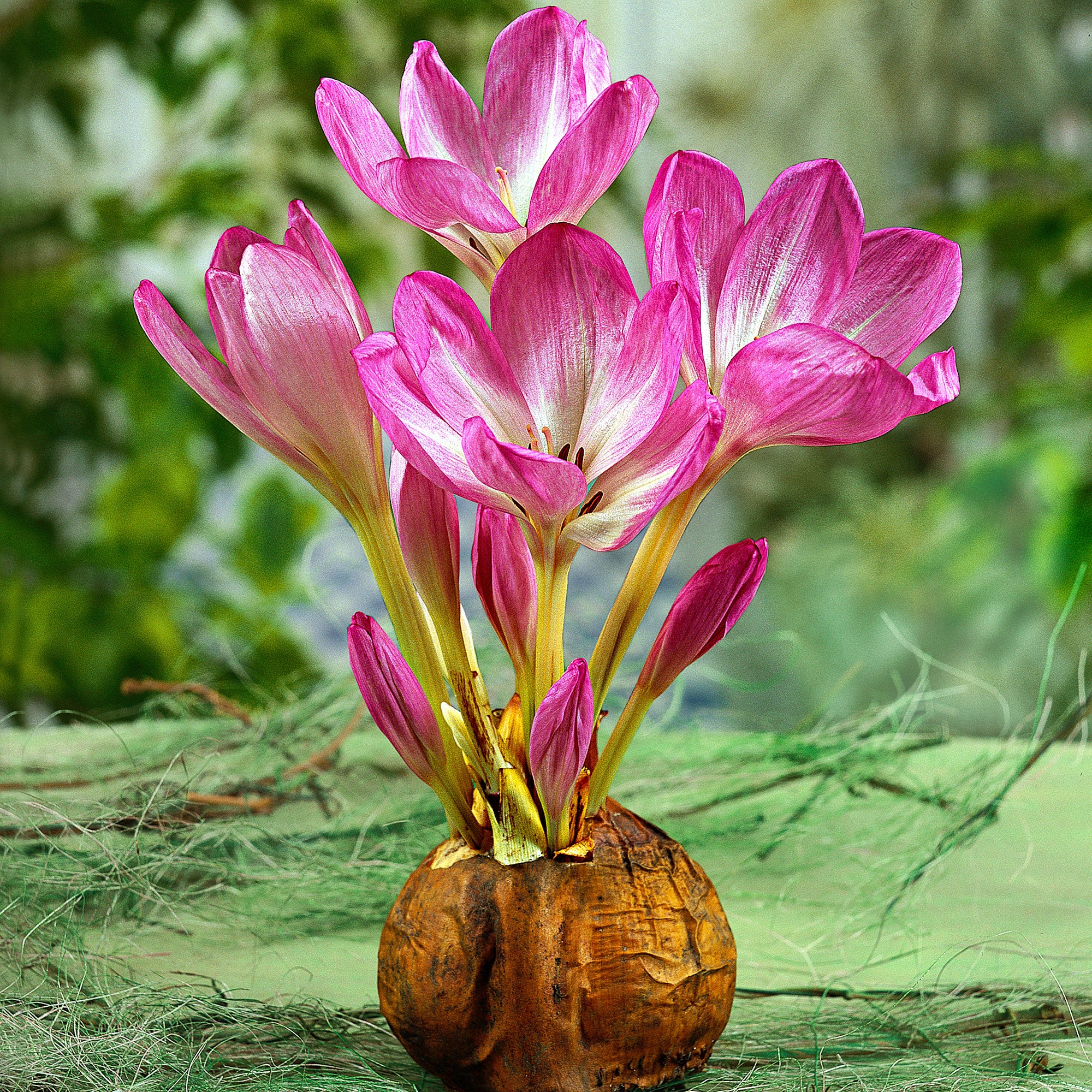 3x Colchique d'automne  Colchicum 'The Giant' rose-blanc - Image 5
