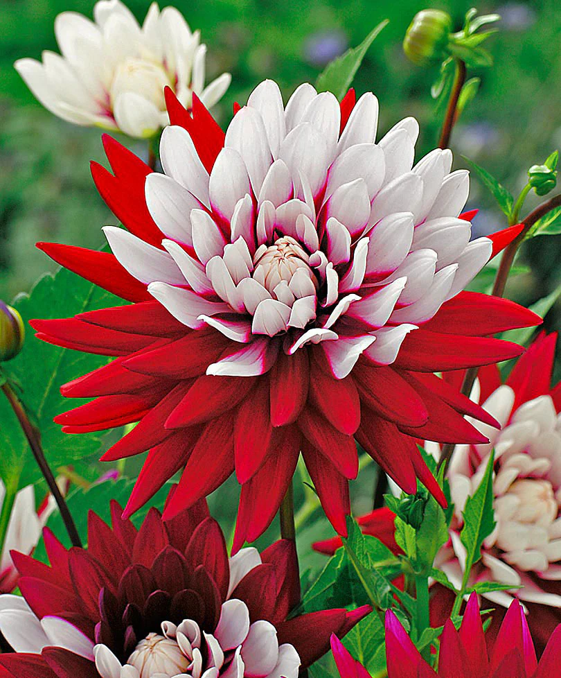 3x Dahlia 'Rebecca's World' rouge-blanc - Image 3