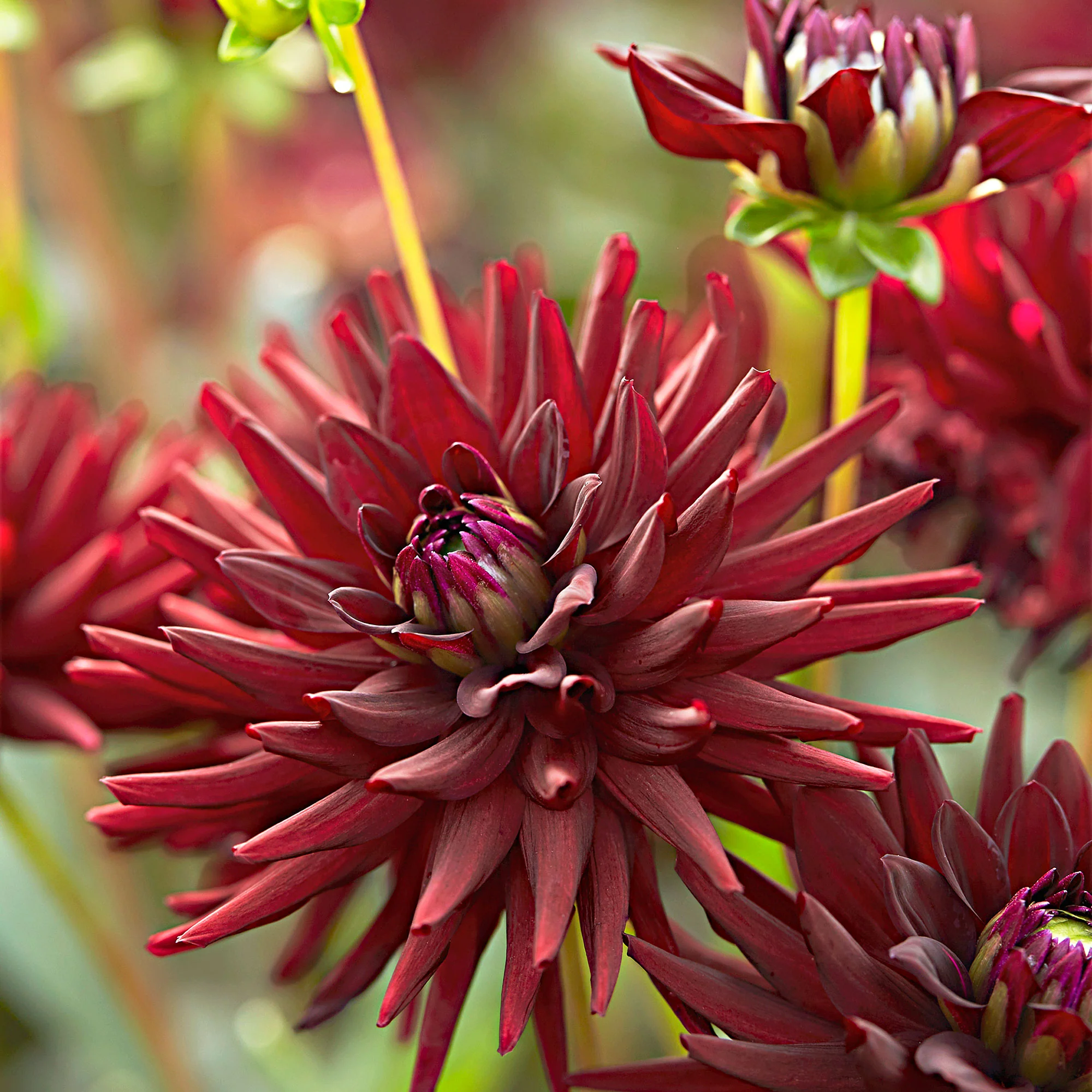 3x Dahlia 'Tamburo'  Rouge - Image 2