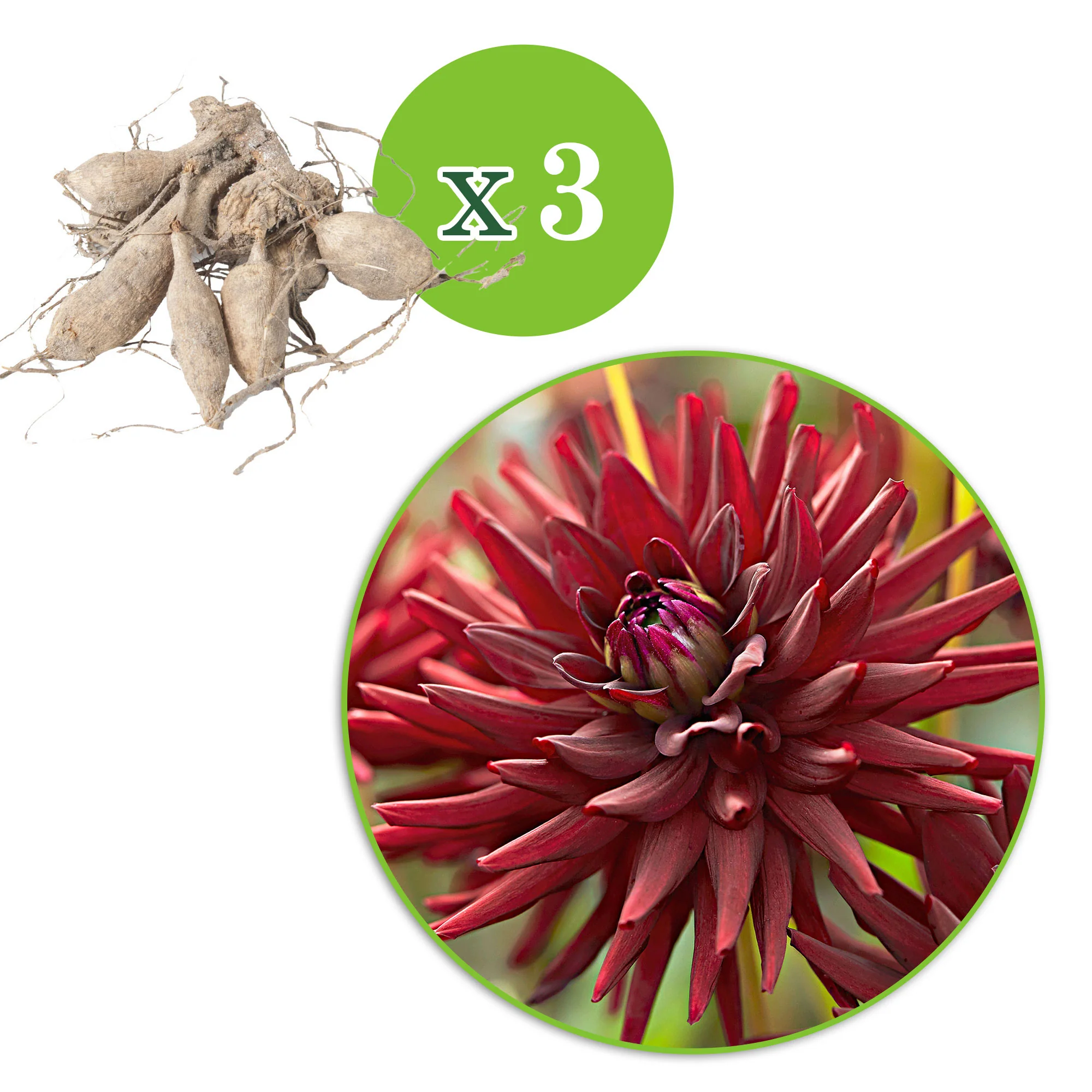 3x Dahlia 'Tamburo'  Rouge - Image 4