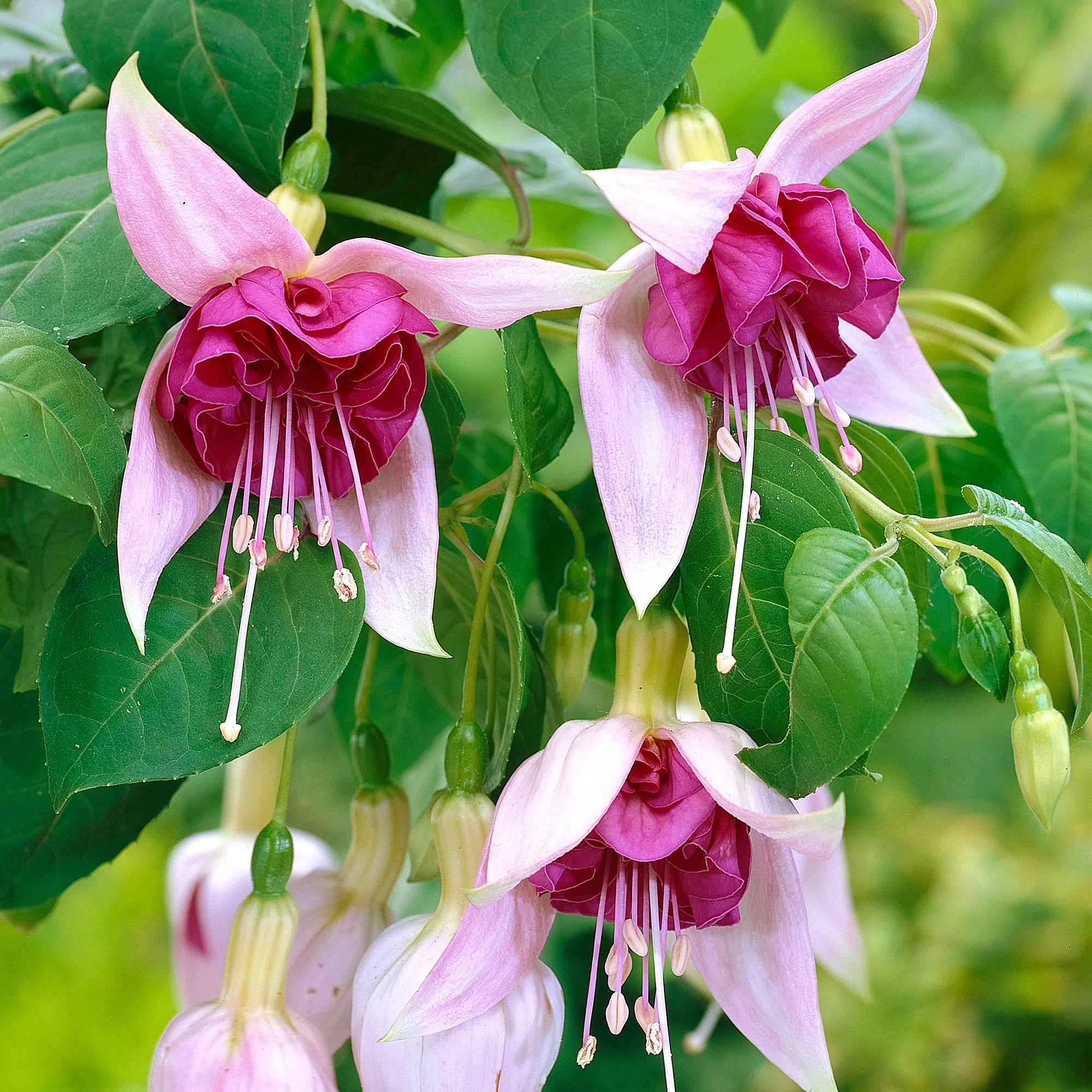 3x Doubles fleurs Fuchsia   'Bella Rosella' Blanc-Rose avec pot décoratif - Image 2