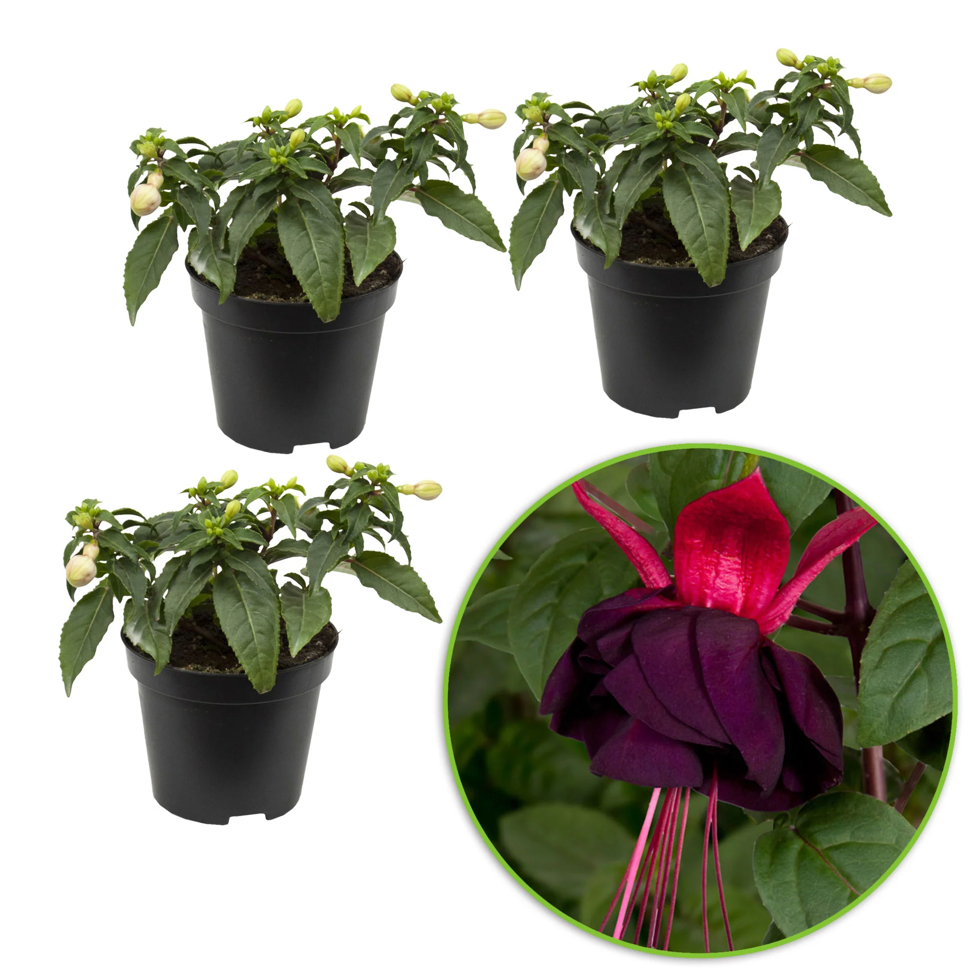3x Doubles fleurs Fuchsia 'New Millenium' rose-violet - Image 3