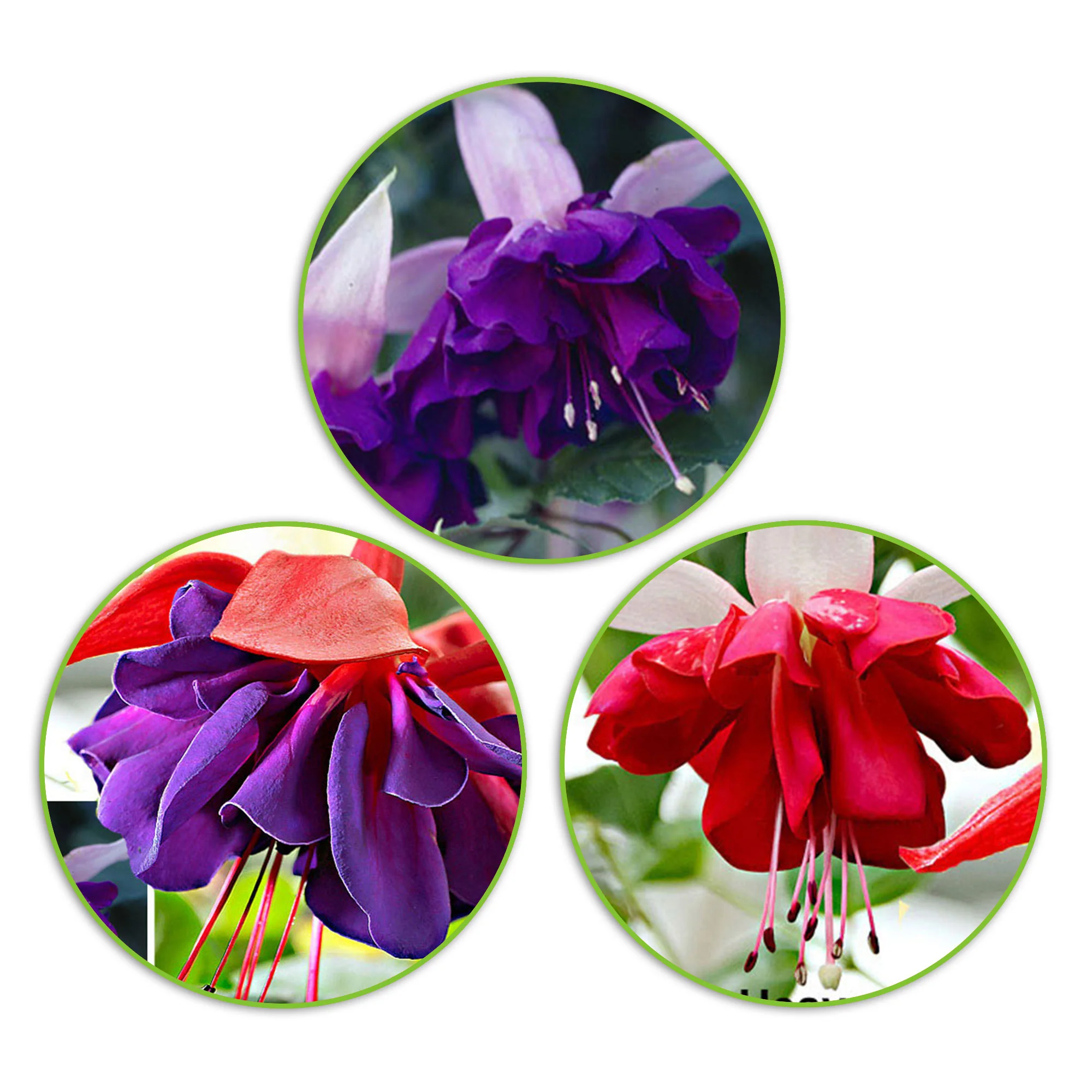 3x Doubles fleurs Fuchsia 'Seventh Heaven' + 'Voodoo' + 'Royal Mosaic' rouge-violet-blanc