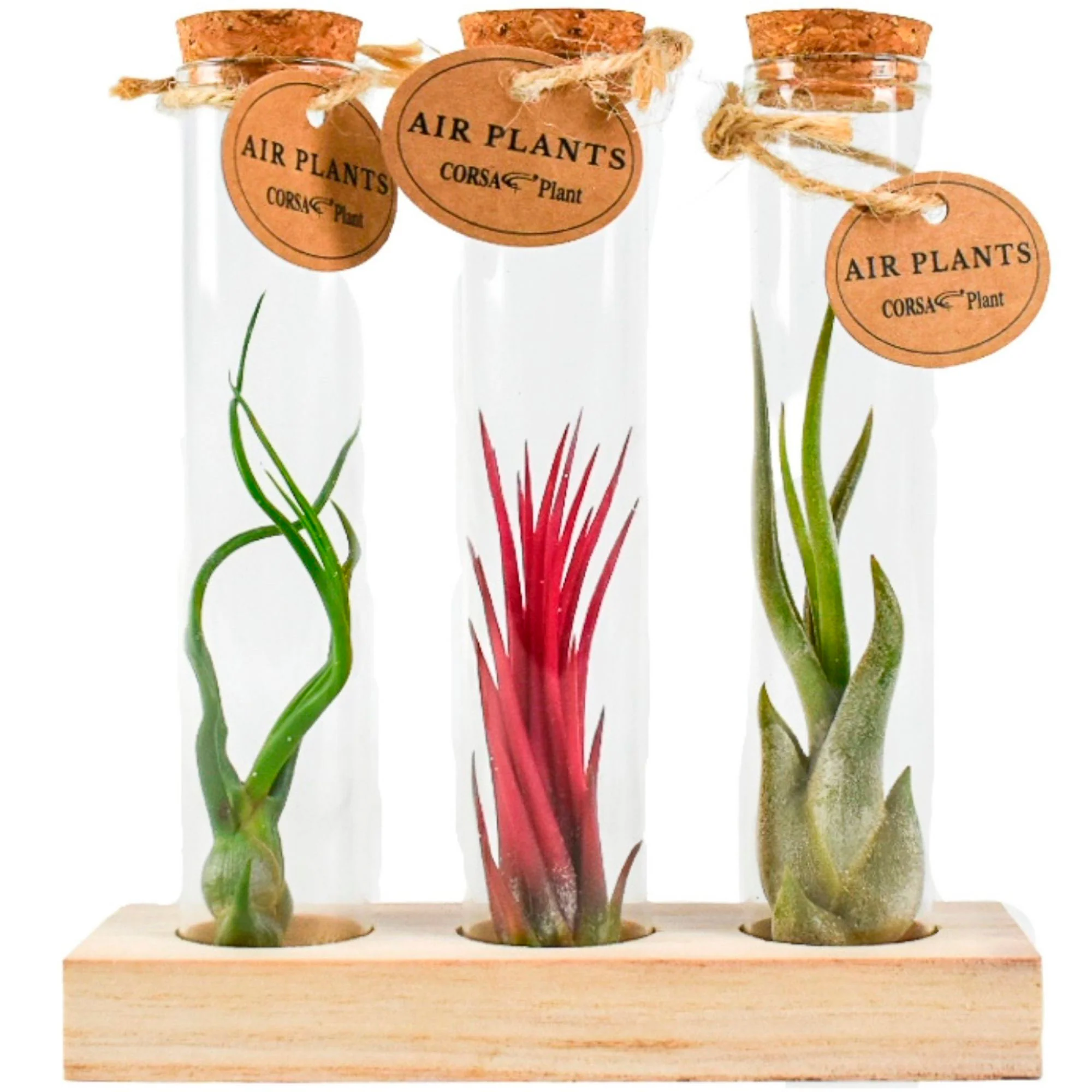 3x Fille de l'air Tillandsia - Mélange rouge-vert-gris en tubes - Image 3
