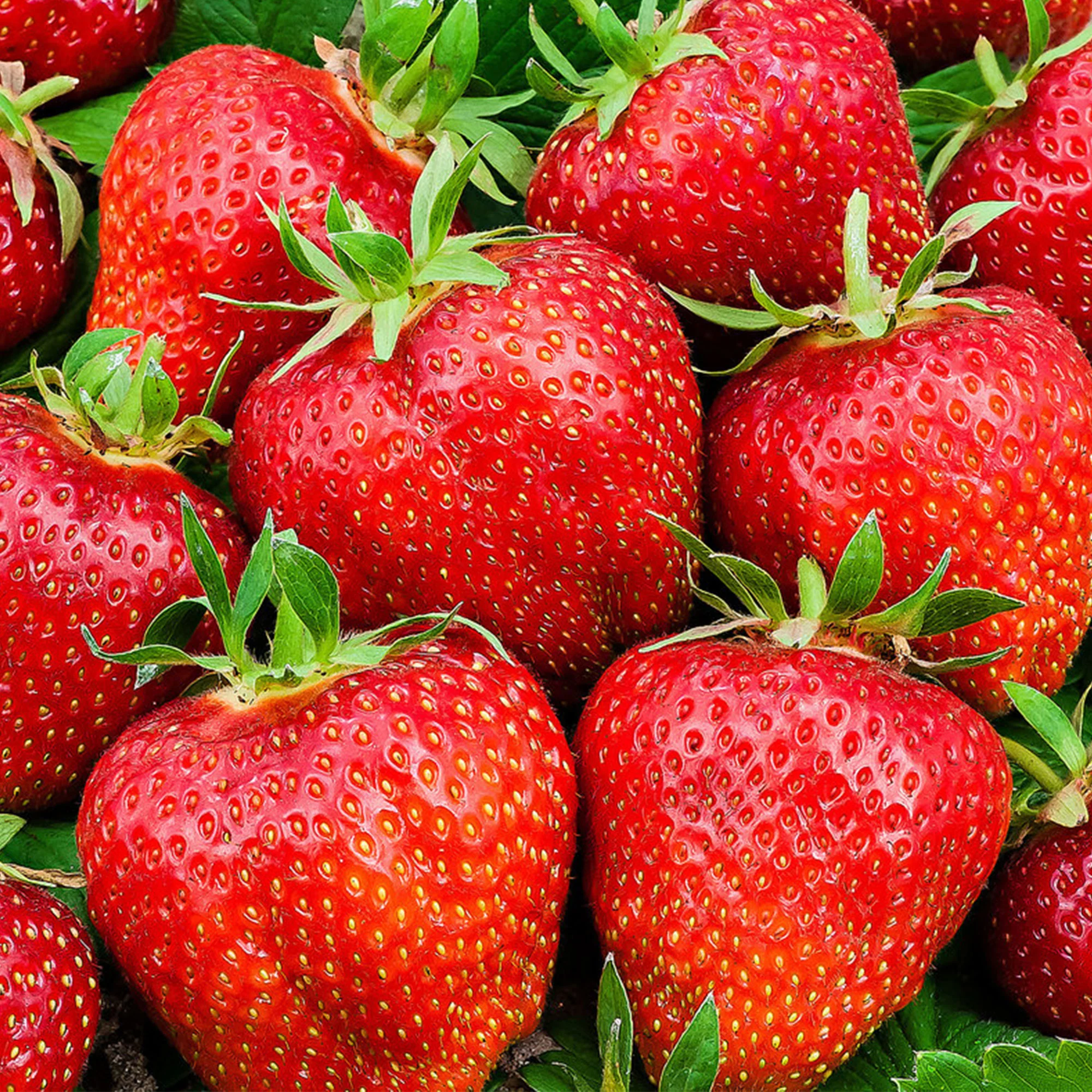 3x Fraise Fragaria 'Summer Breeze Rose' - Biologique en pot - Image 3