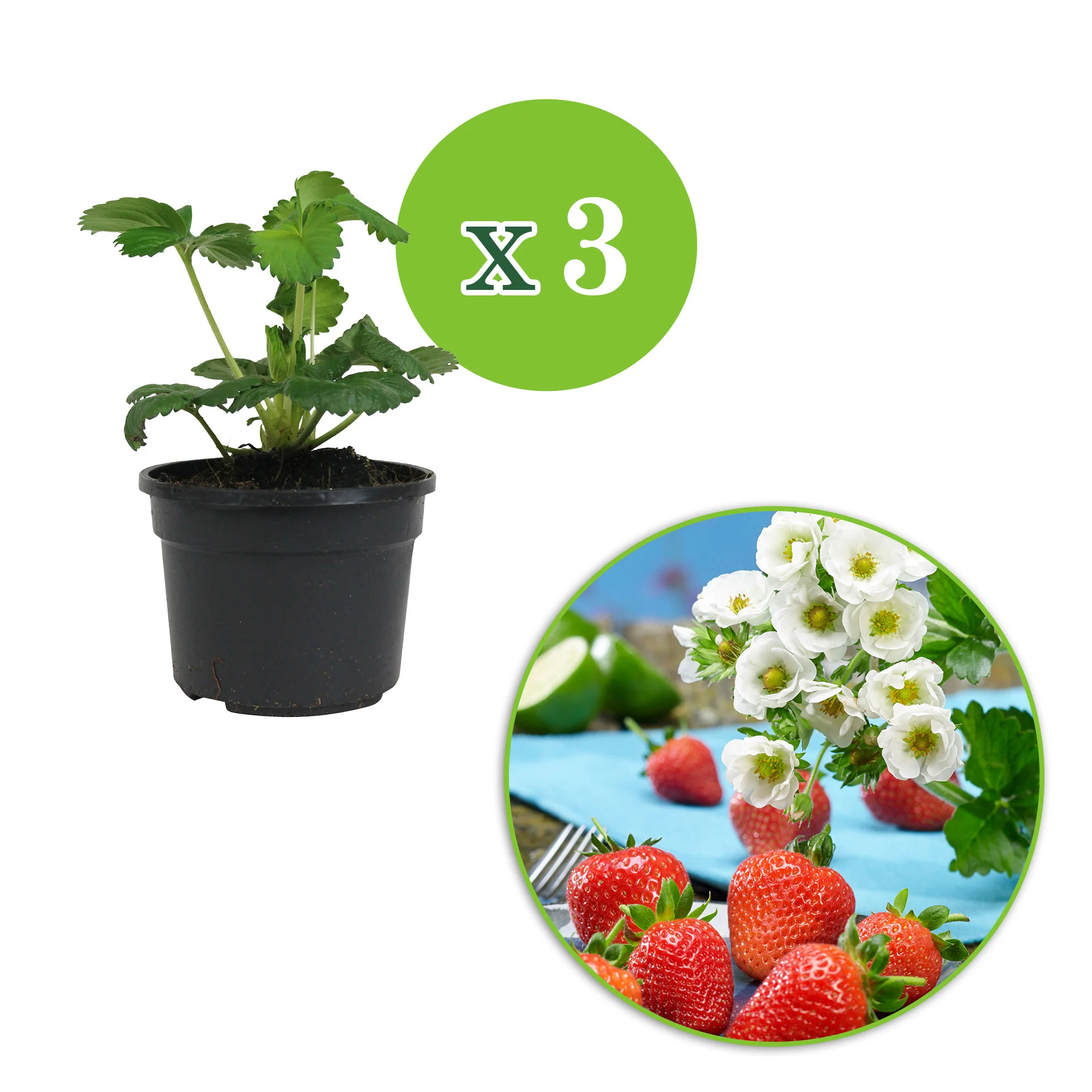 3x Fraise Fragaria 'Summer Breeze Snow' - Biologique en pot - Image 2