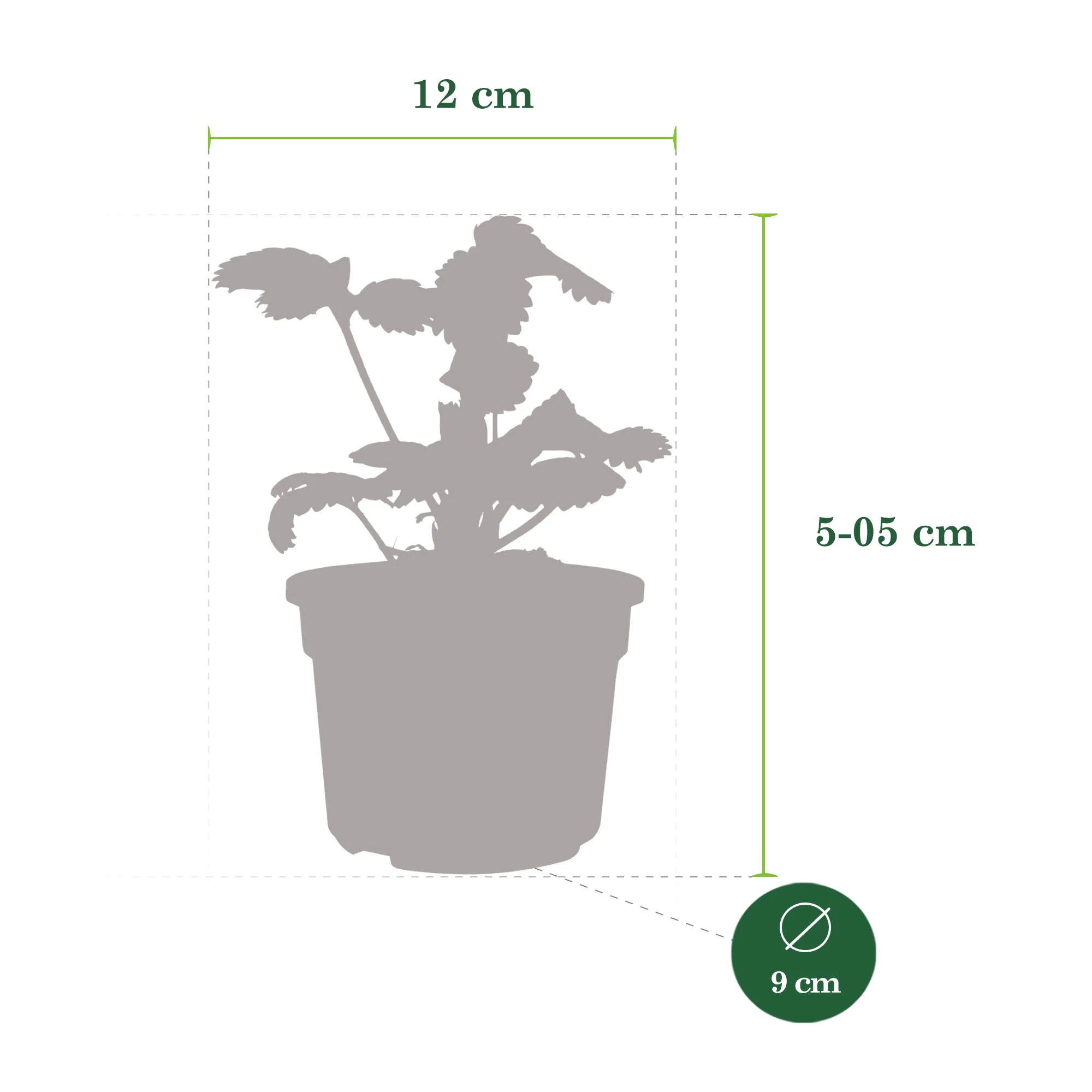 3x Fraise Fragaria 'Summer Breeze Snow' - Biologique en pot - Image 4