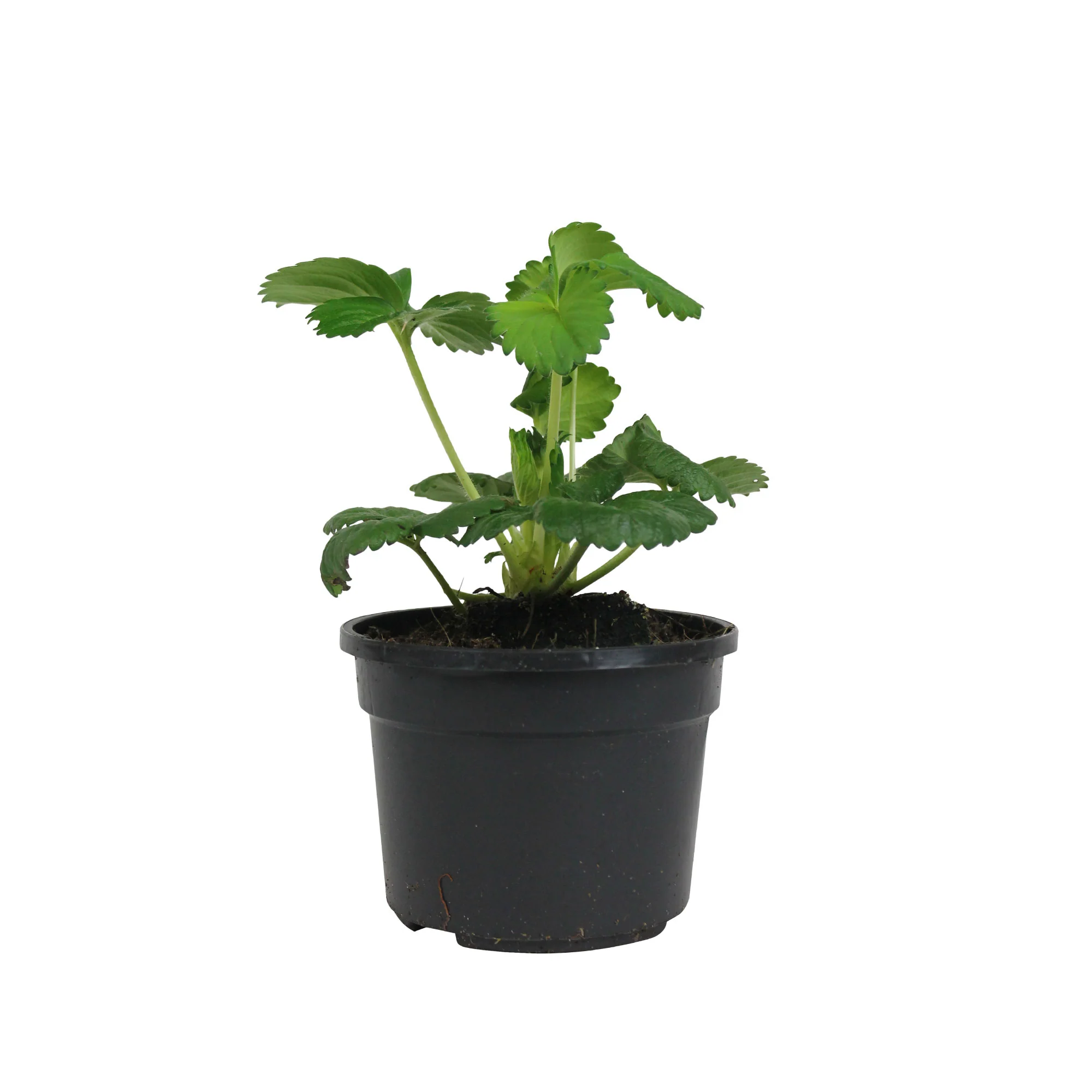 3x Fraise Fragaria 'Toscana' - Image 2