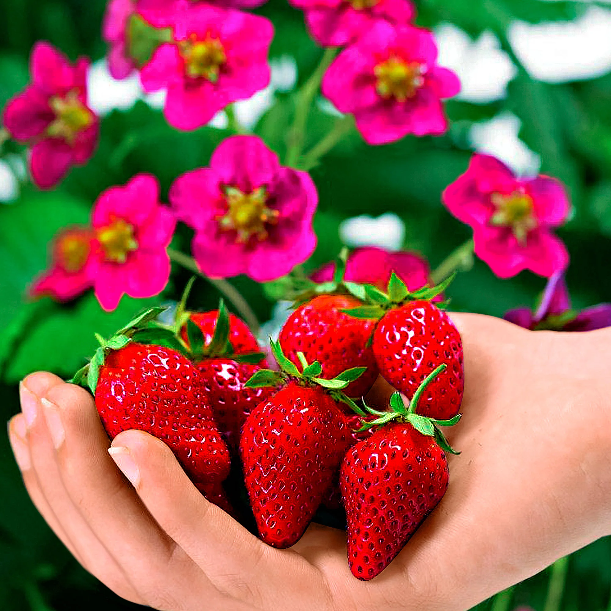 3x Fraise Fragaria 'Toscana' - Image 3