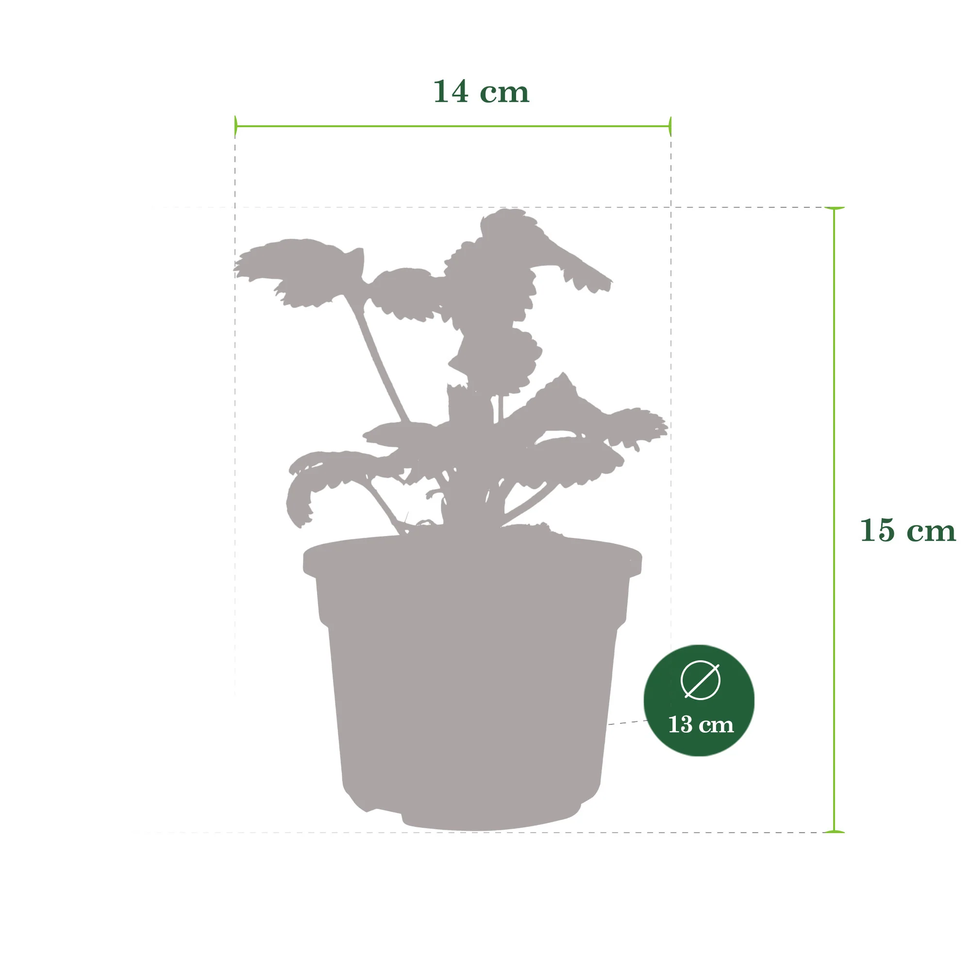 3x Fraise Fragaria 'Toscana' - Image 5