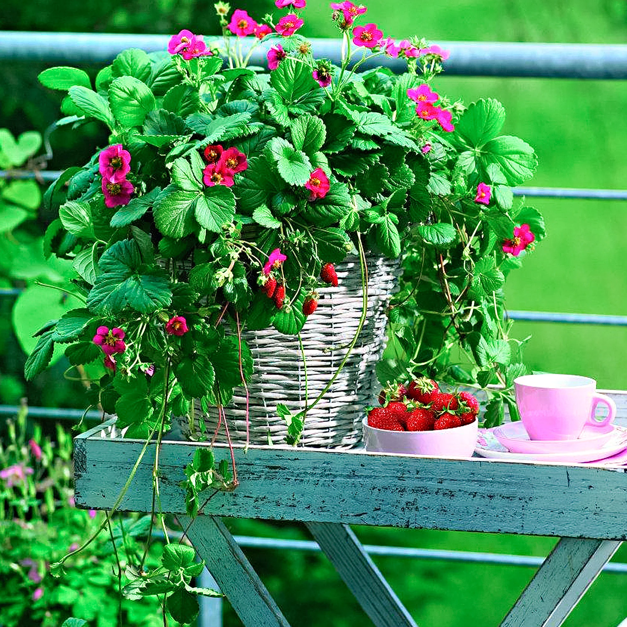 3x Fraise Fragaria 'Toscana' - Image 6