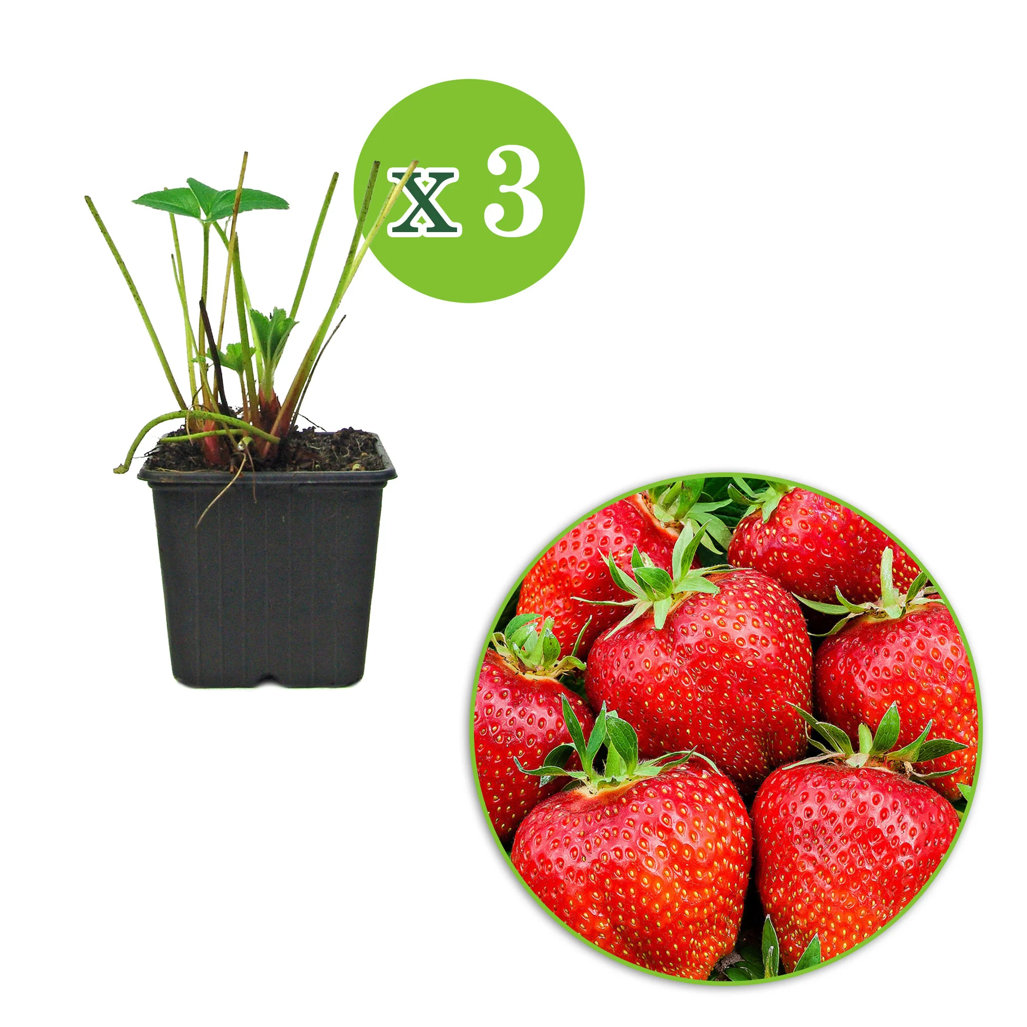 3x Fraisier grimpant Fragaria 'Bakker's Kingsize' - Image 2