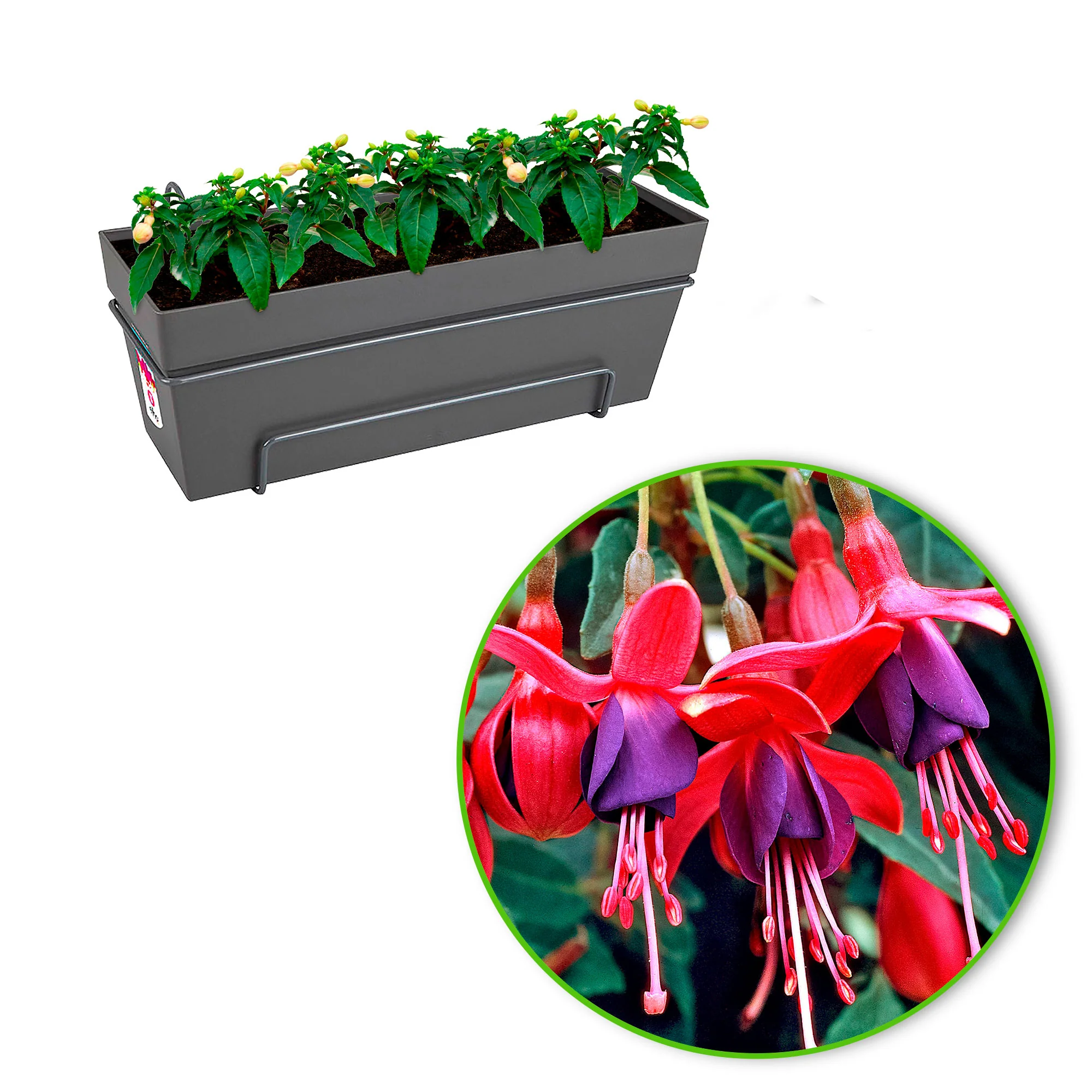 3x Fuchsia 'Lady Thumb' rose-blanc avec jardinière Anthracite - Image 4