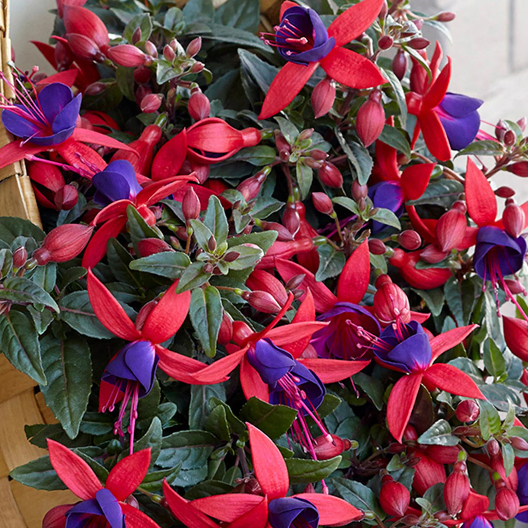 3x Fuchsia 'Sacha' rouge-violet - Image 3