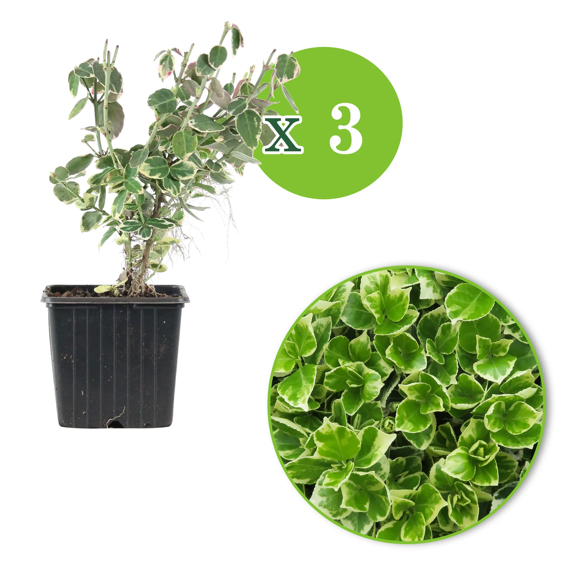 3x Fusain 'Emerald Gaiety' - Image 4