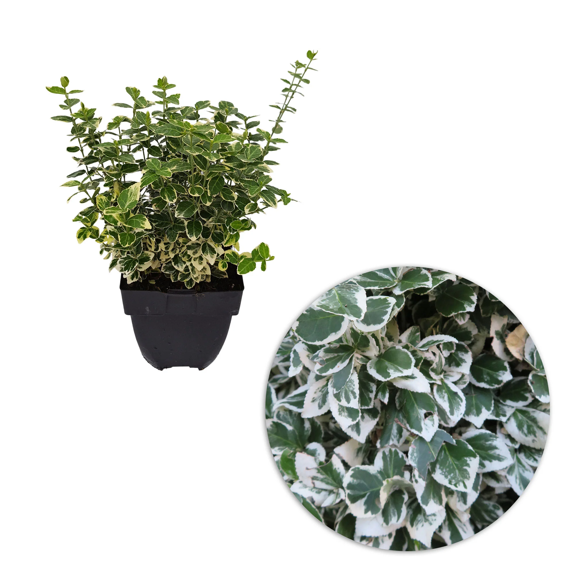 3x Fusain 'Emerald Gaiety' - Image 5