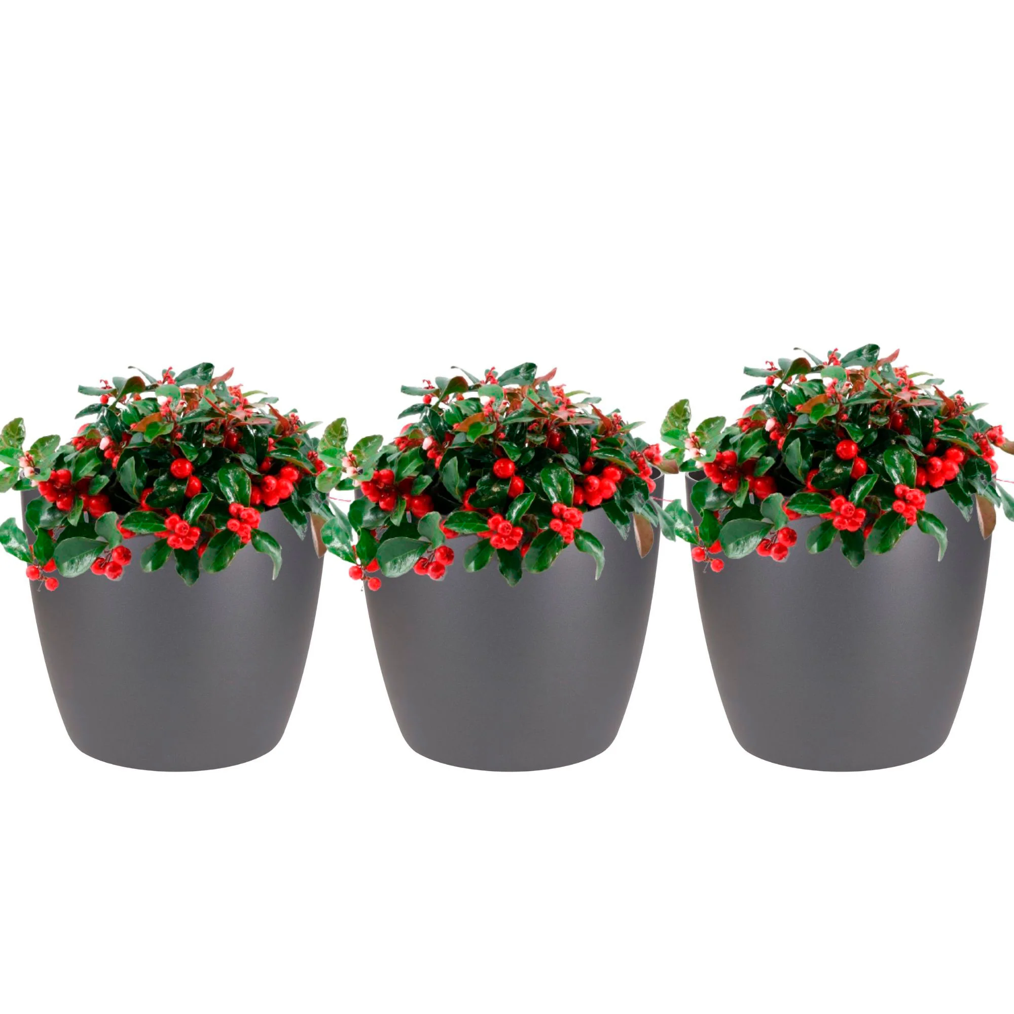 3x Gaulthérie Gaultheria sp. procumbens 'Big Berry' vert-rouge avec cache-pots anthracite - Image 4