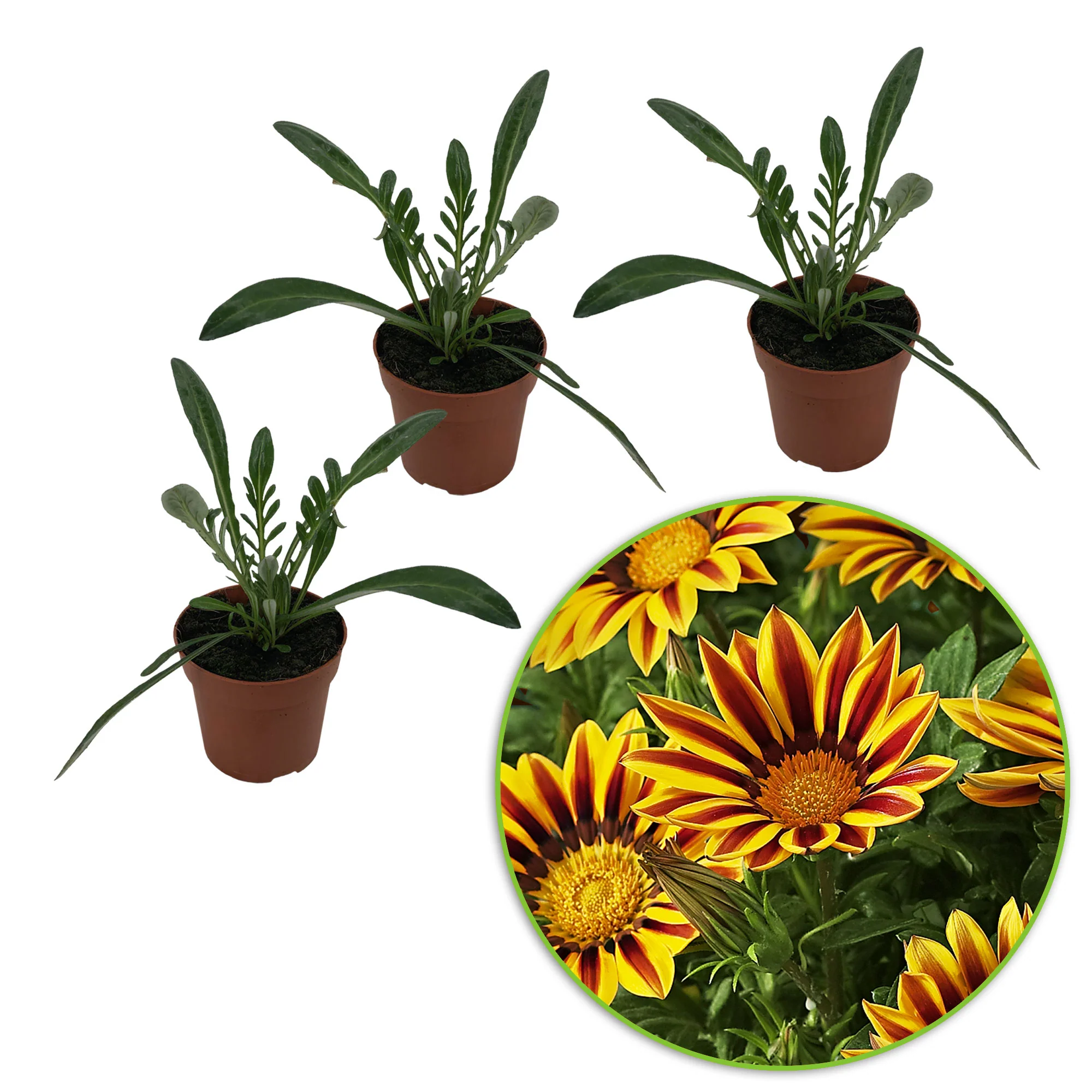 3x Gazanie Gazania 'Golden Flame' rouge-jaune - Image 4