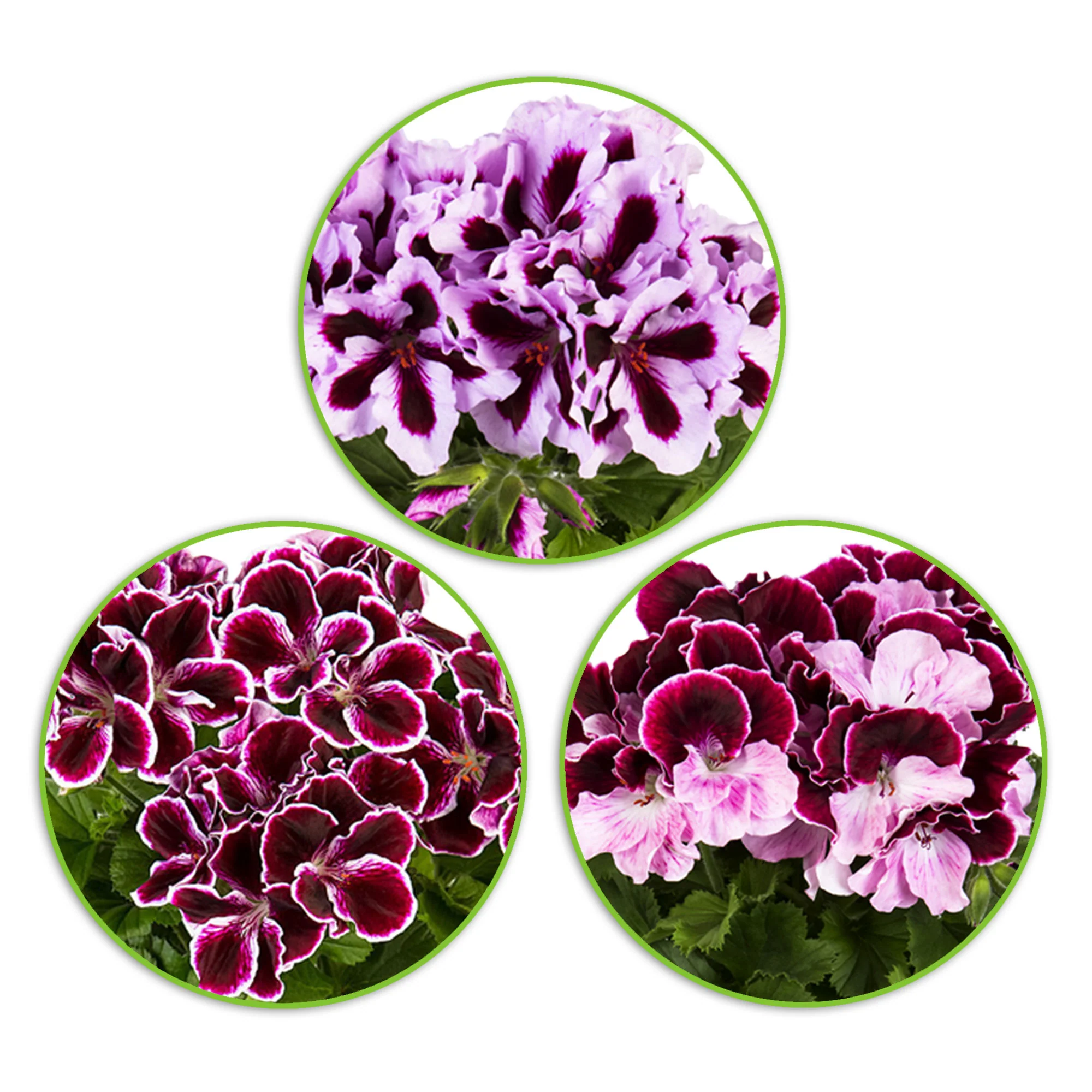 3x Géranium des fleuristes Pelargonium 'Imperial' + 'Jeanette' + 'Patricia' violet-rose-blanc - Image 2