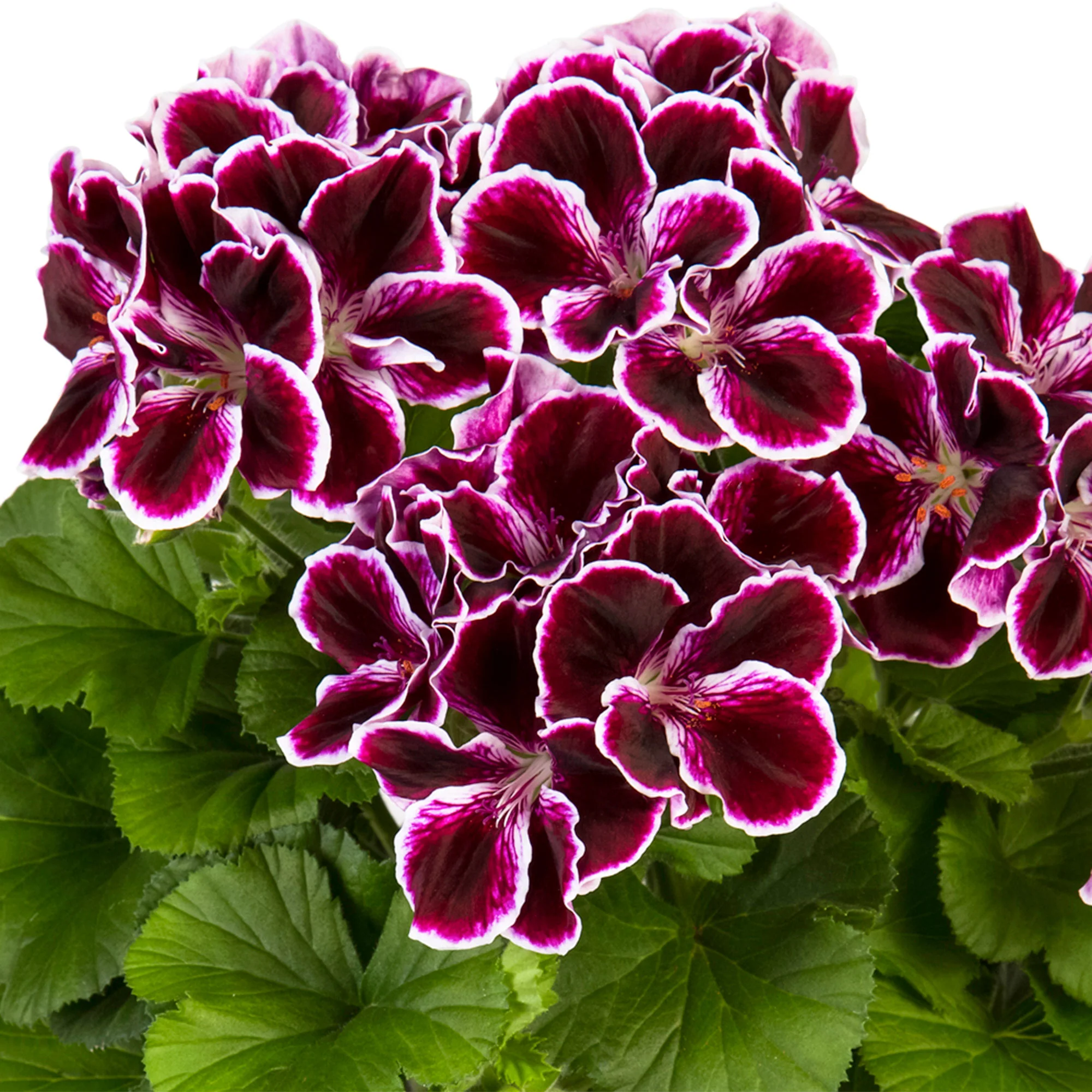 3x Géranium des fleuristes Pelargonium 'Imperial' violet-blanc - Image 2