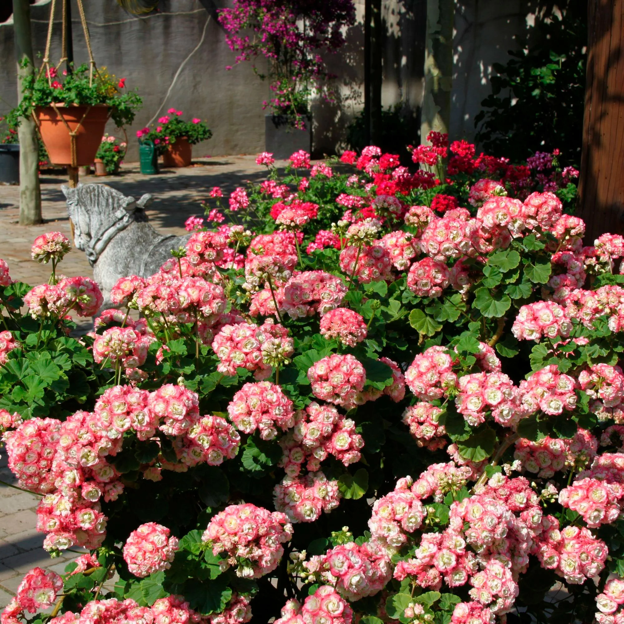 3x Géranium Pelargonium 'Appleblossom' rose-blanc - Image 2