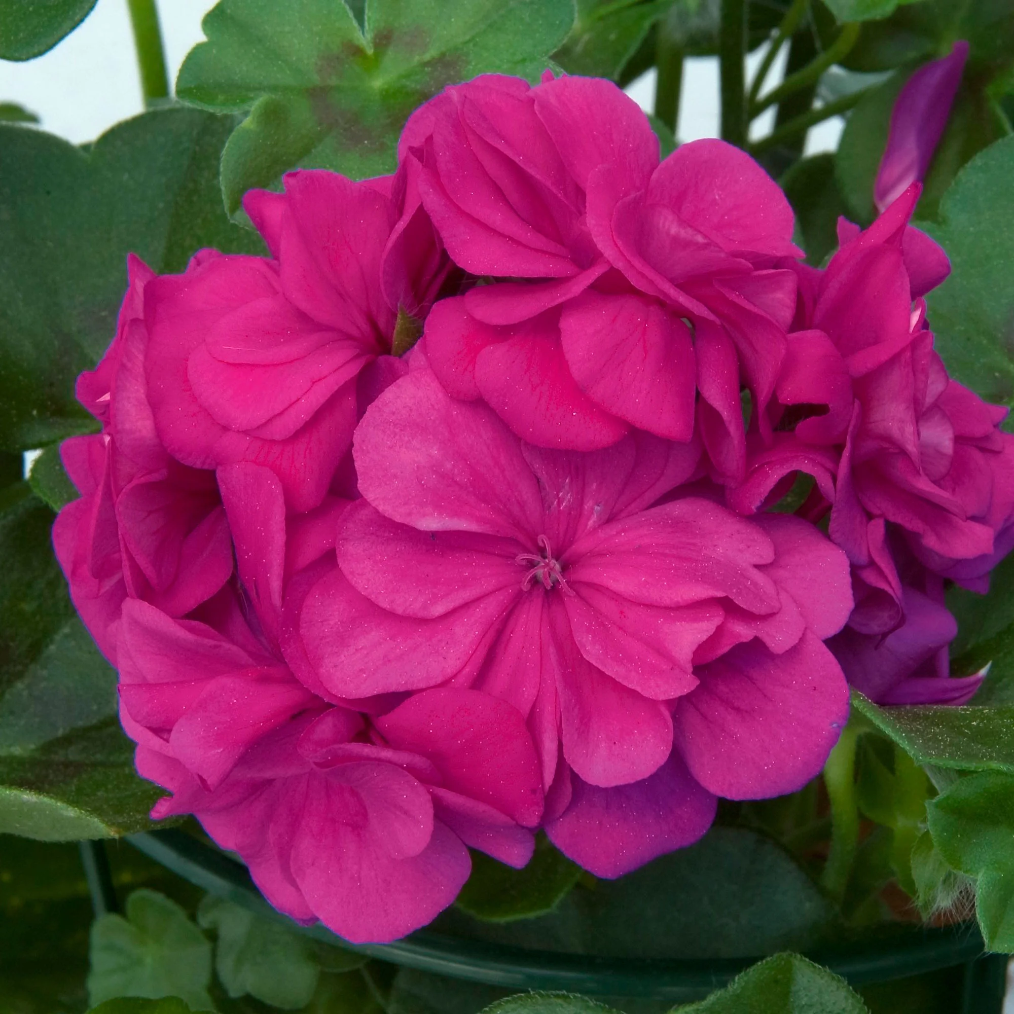 3x Géranium Pelargonium 'Dark Lilac' violet-rose - Image 2