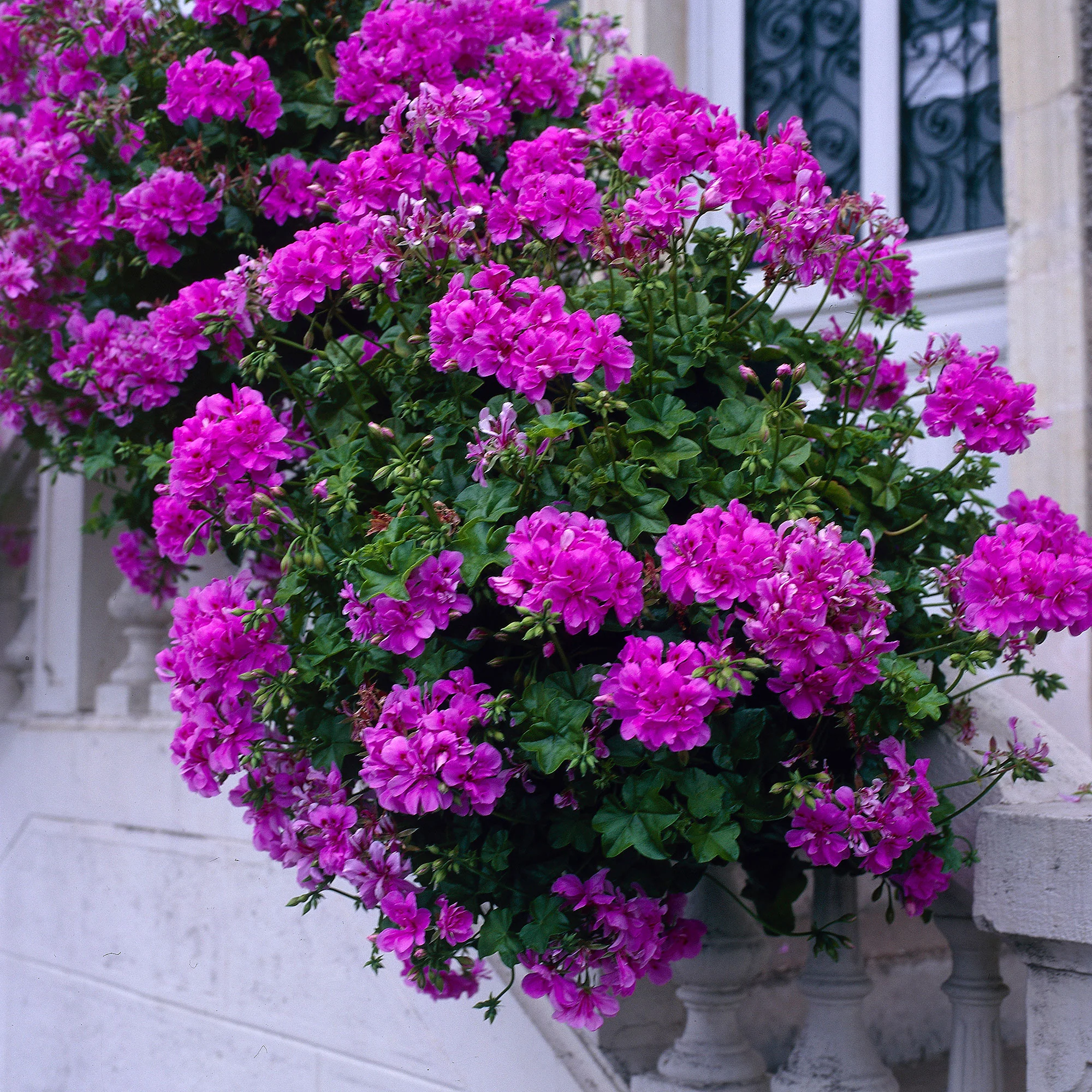 3x Géranium Pelargonium 'Dark Lilac' violet-rose - Image 4