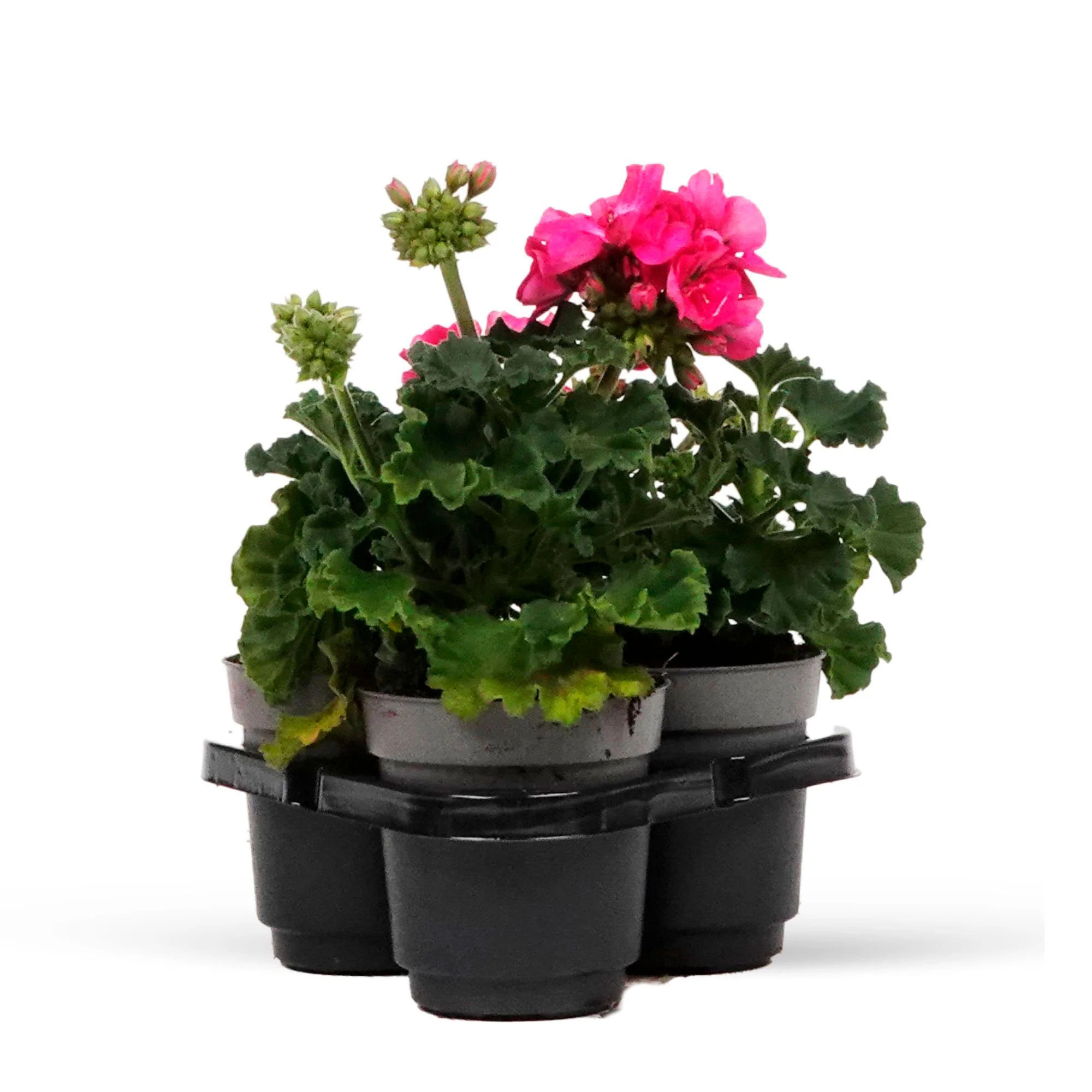 3x Géranium Pelargonium 'Dark Lilac' violet-rose - Image 6