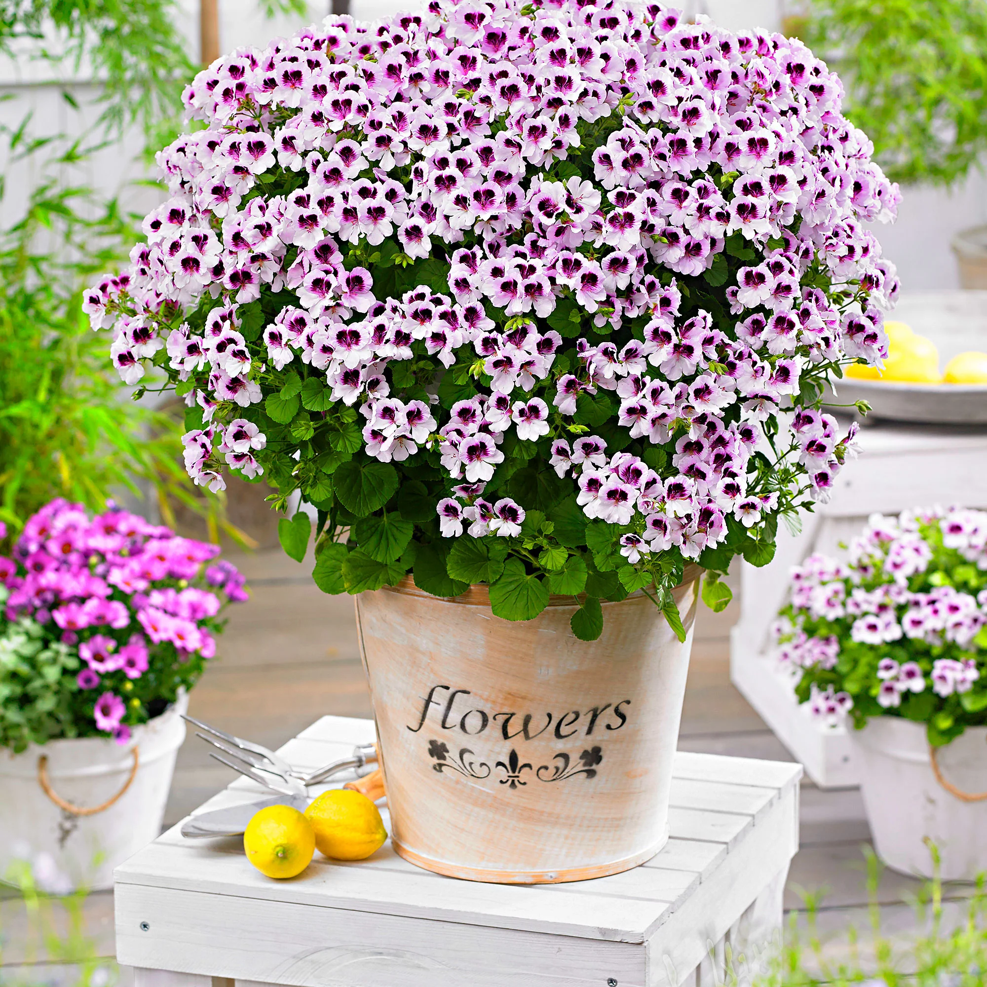 3x Géranium Pelargonium 'Mosquitaway Lizzy' blanc-violet - Image 2
