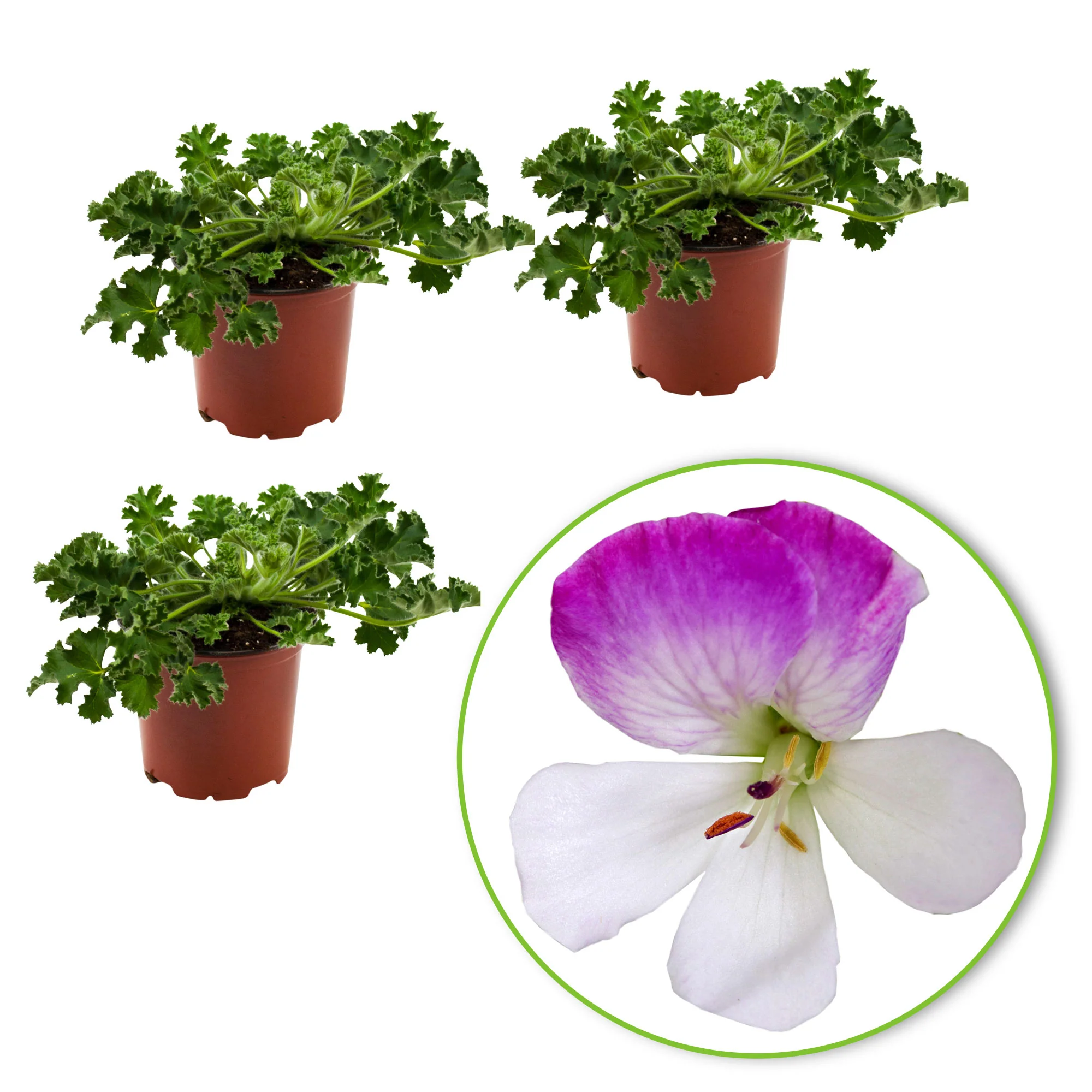 3x Géranium Pelargonium 'Mosquitaway Louise' blanc-rose - Image 10