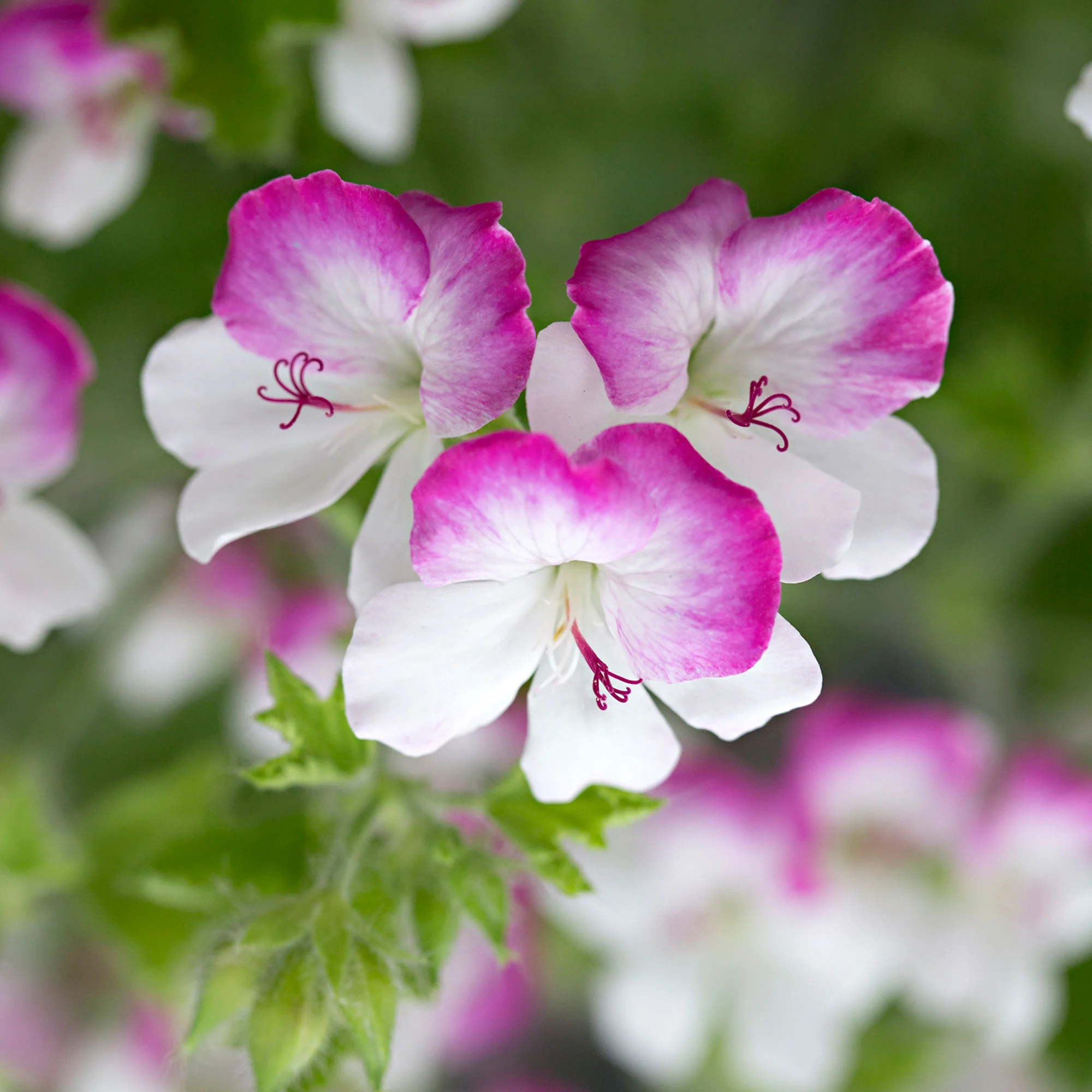 3x Géranium Pelargonium 'Mosquitaway Louise' blanc-rose - Image 7