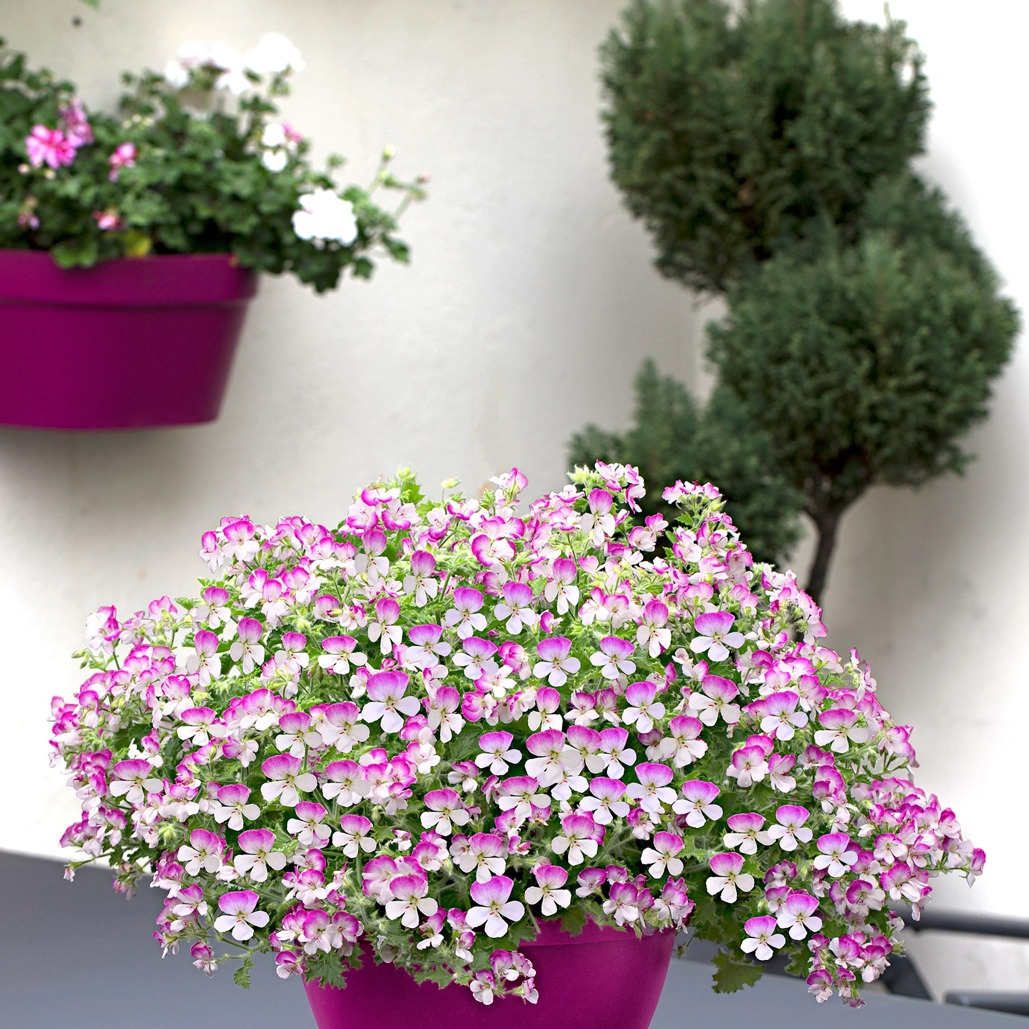 3x Géranium Pelargonium 'Mosquitaway Louise' blanc-rose - Image 8