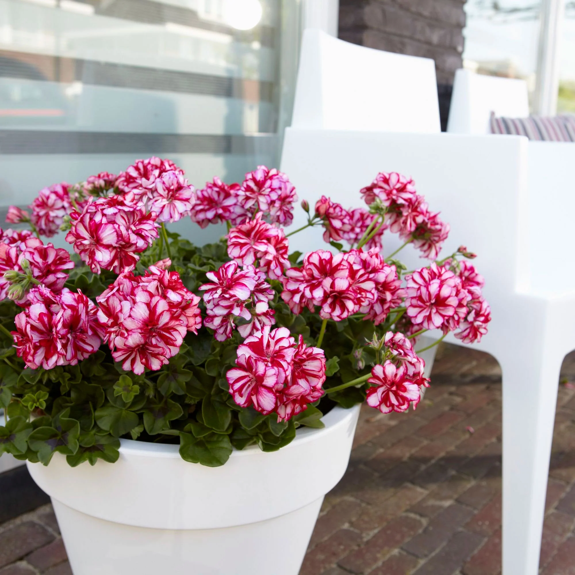 3x Géranium Pelargonium 'Nixe' violet-blanc