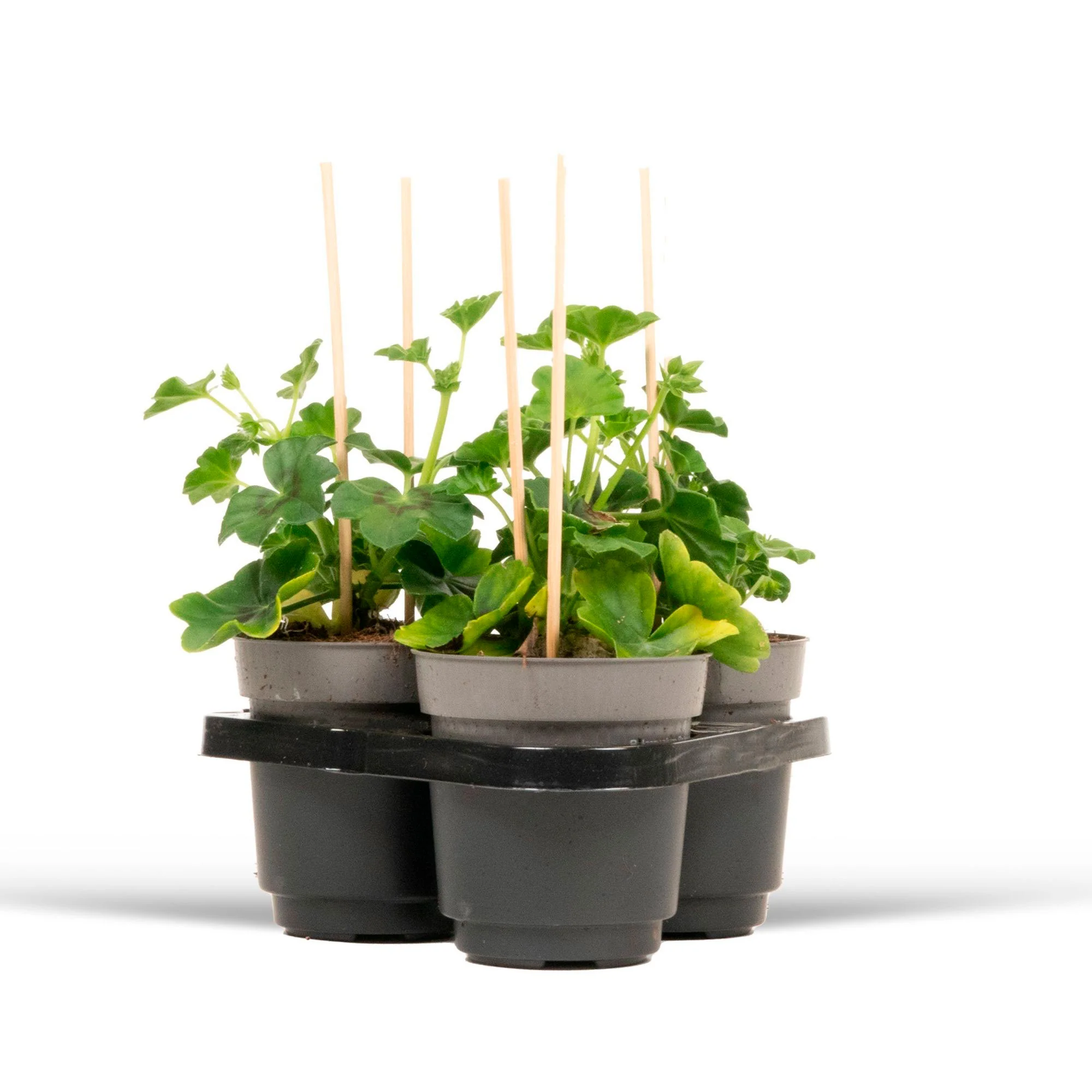 3x Géranium Pelargonium 'Nixe' violet-blanc - Image 4
