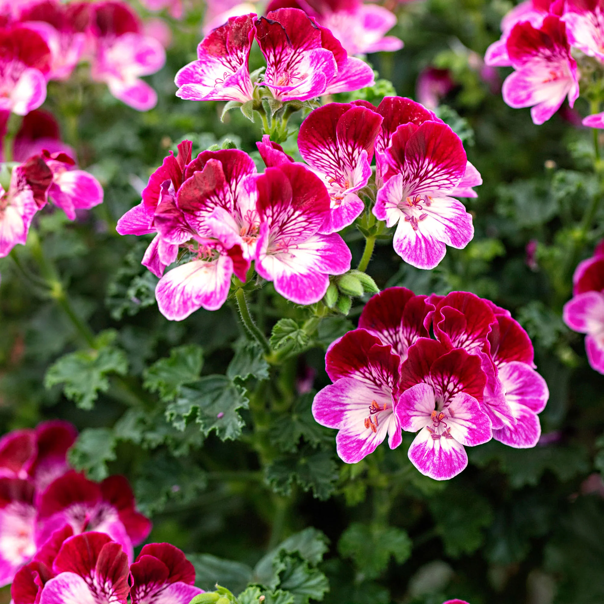 3x Géranium Pelargonium 'Tip Top Duet' rouge-rose-blanc - Image 2