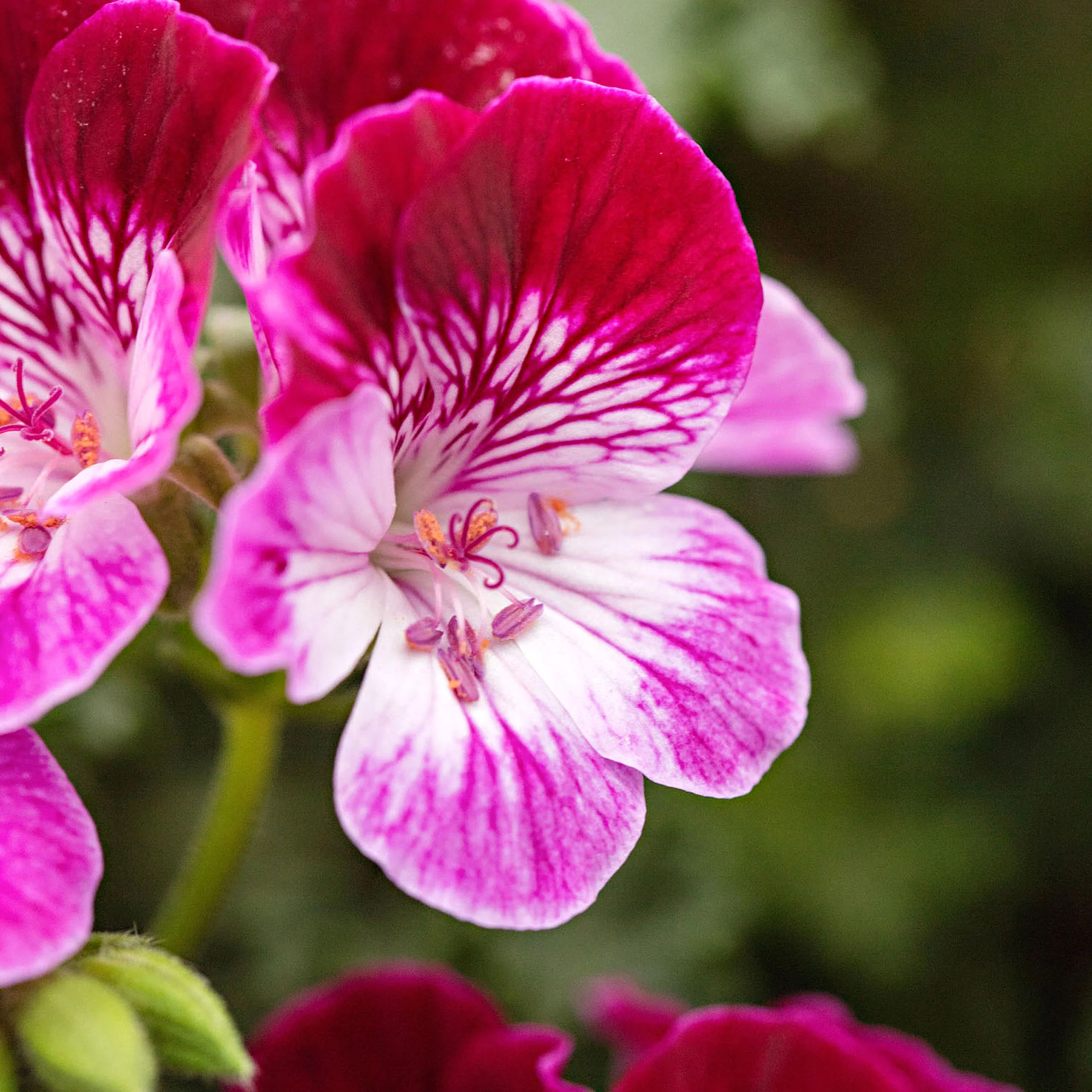 3x Géranium Pelargonium 'Tip Top Duet' rouge-rose-blanc - Image 3