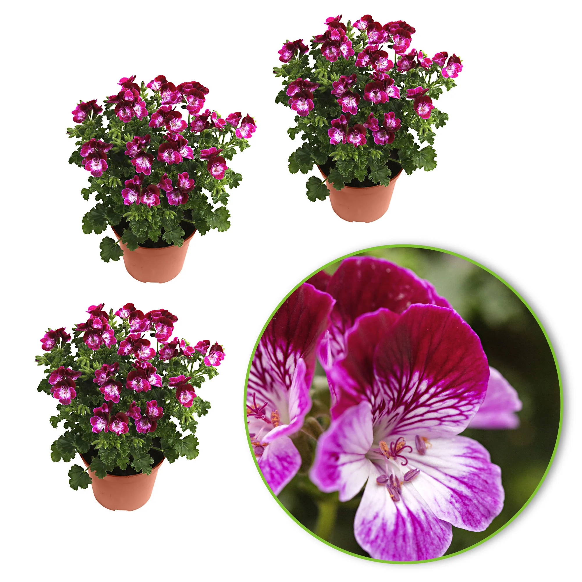 3x Géranium Pelargonium 'Tip Top Duet' rouge-rose-blanc - Image 4