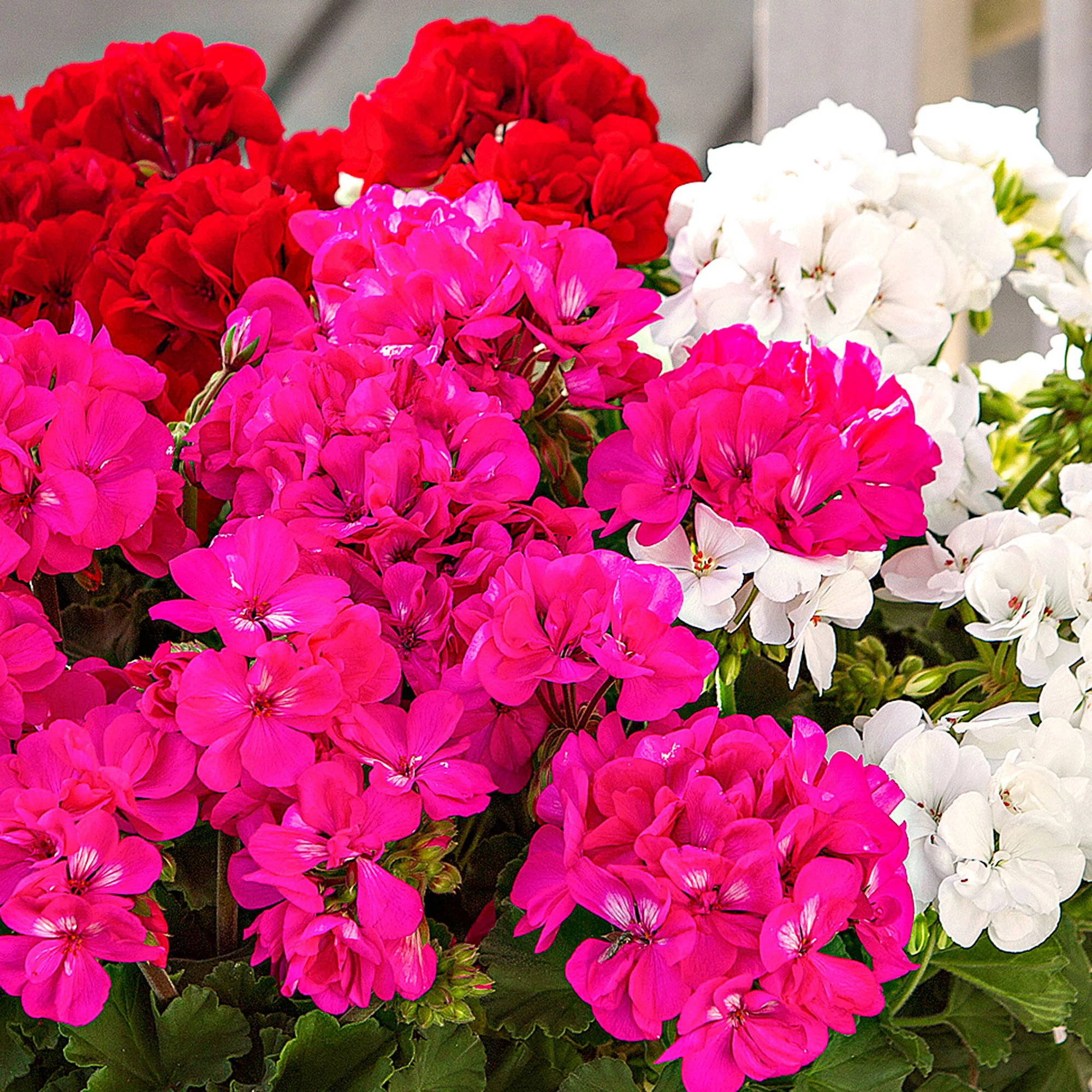 3x Géranium Pelargonium 'Toscana' rose-rouge-blanc - Image 3