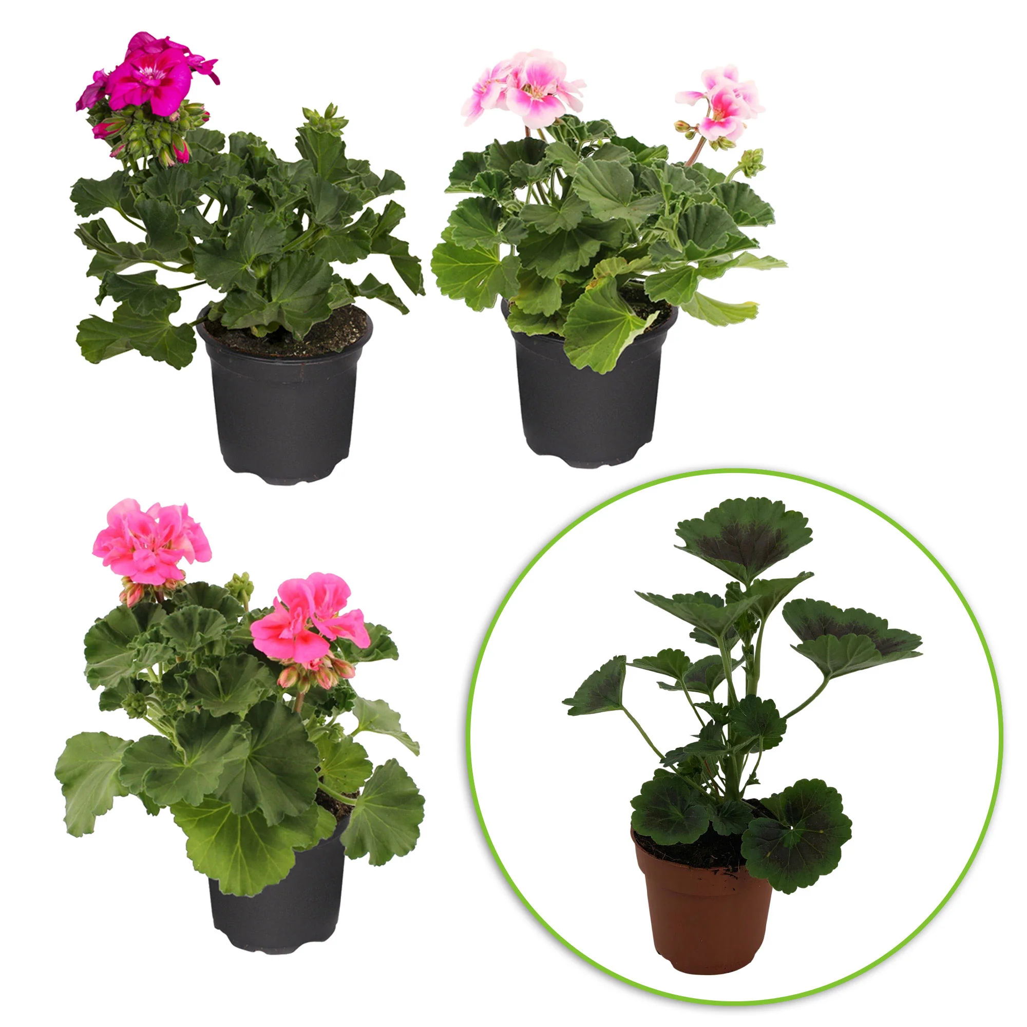 3x Géranium Pelargonium zonale rose - Image 4
