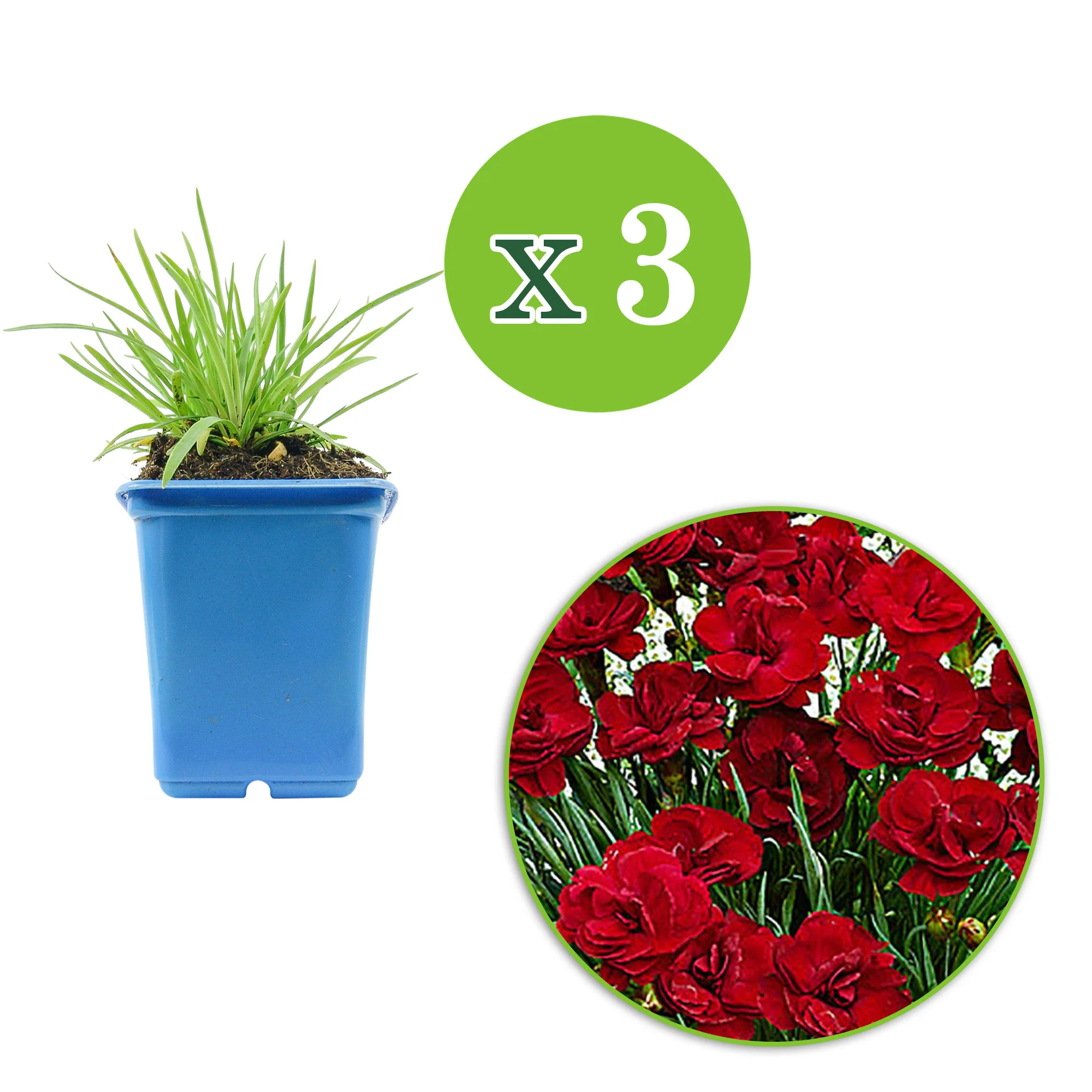 3x Géranium sanguin Dianthus 'Desmond' rouge - Image 2