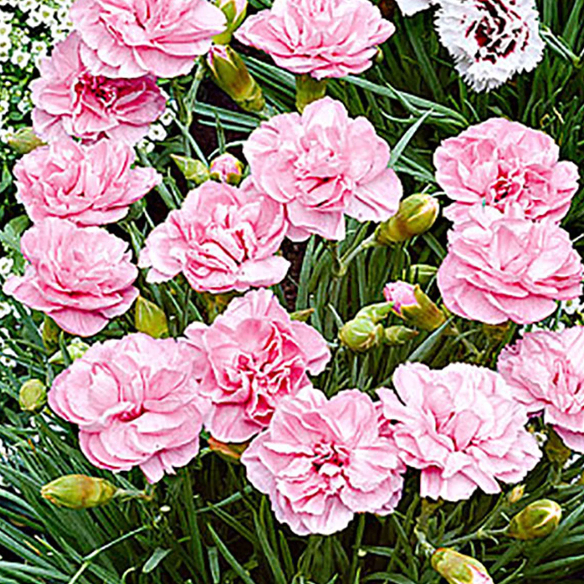 3x Géranium sanguin Dianthus 'Doris' rose - Image 3