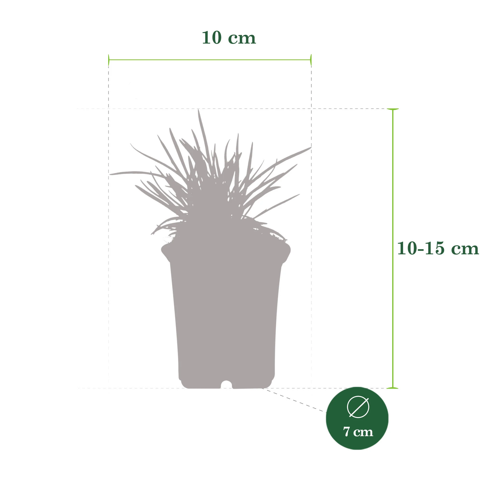 3x Géranium sanguin Dianthus 'Doris' rose - Image 4